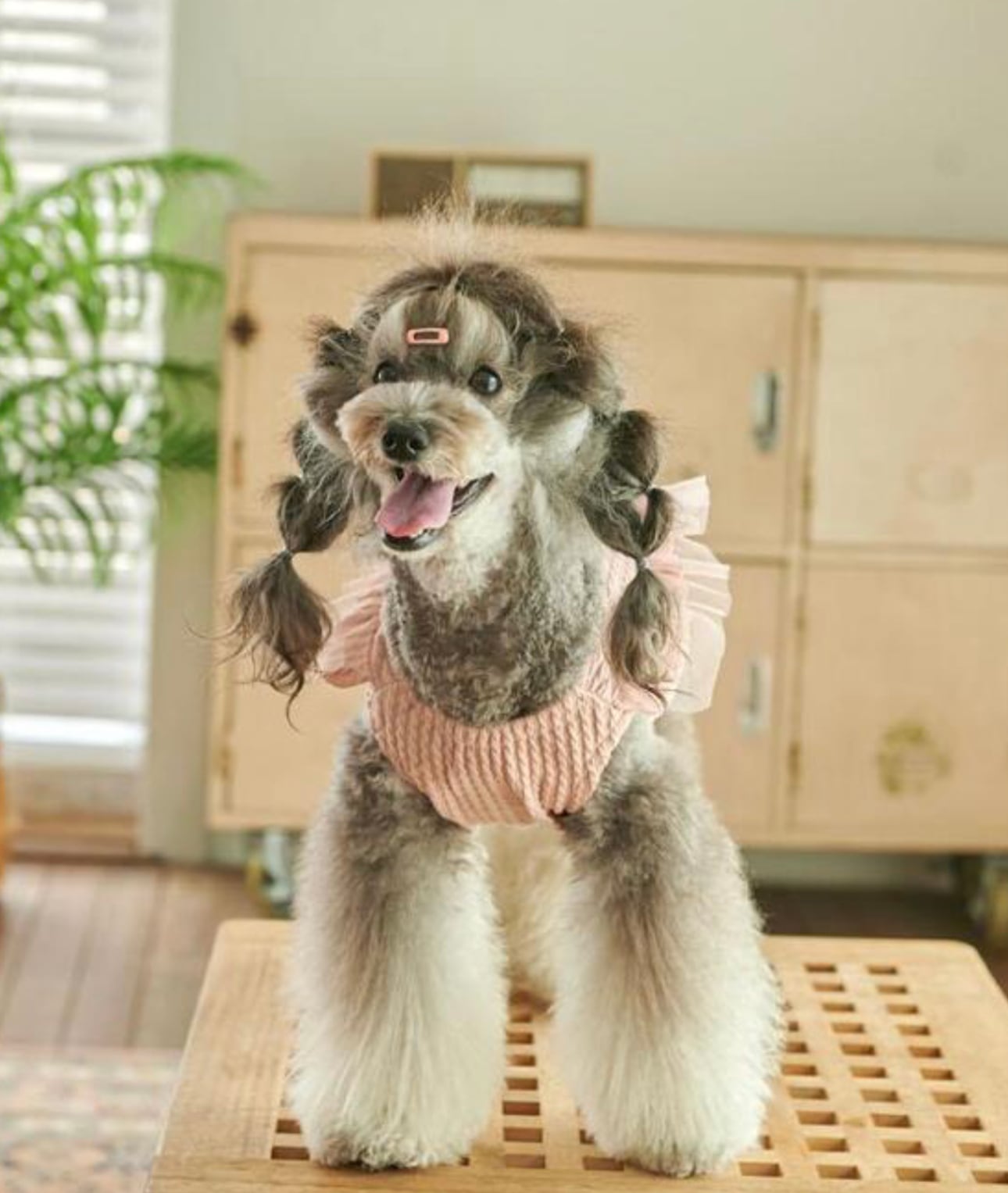 【予約商品5％OFF】atelier crop knit S ~ XL 4color  /  犬服 新作 ニット ショート丈 可愛い 犬の服 クロップドトップス お揃い ドッグウェア フリル おパンツカット 服