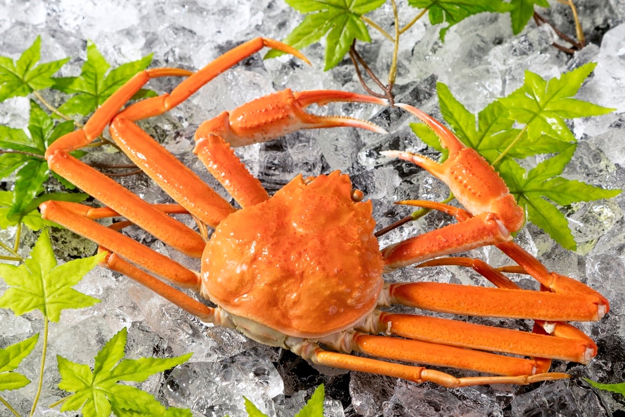 本ずわいがに姿 380g前後×2尾【ボイル冷凍】