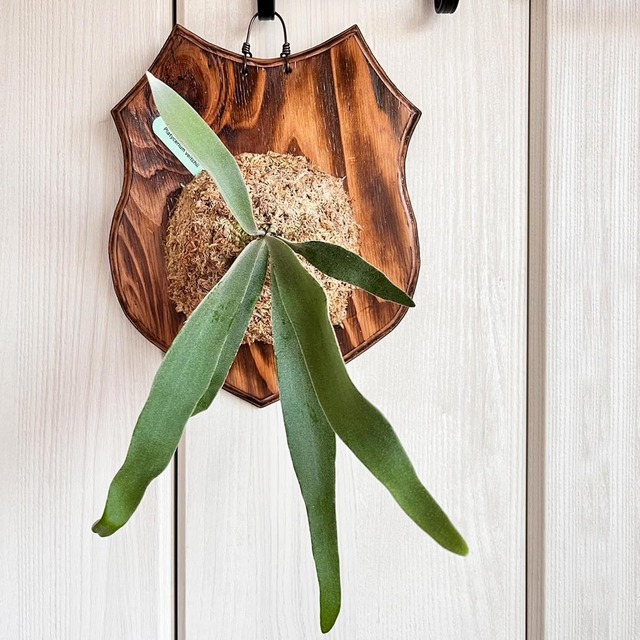 ビカクシダ ベイチー 板付 【観葉植物 壁掛け コウモリラン】