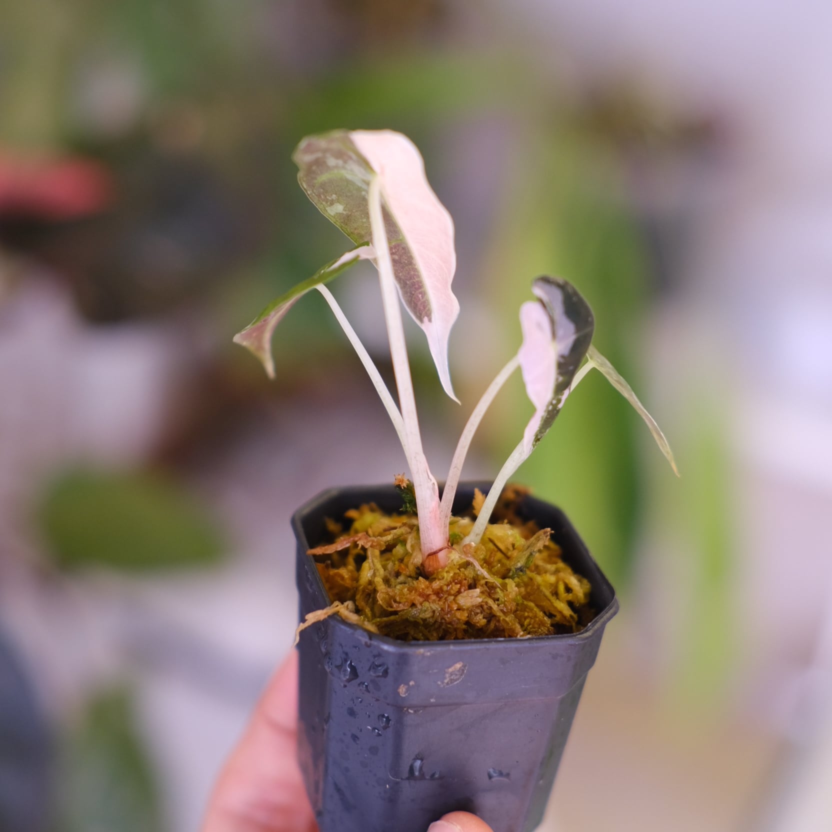 Alocasia Amazonica Polly Pink varigated④│アロカシア アマゾニカ