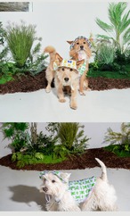 【PUPPYGALLERY公式】Bouncing Bear Bucket Hat　L-XL