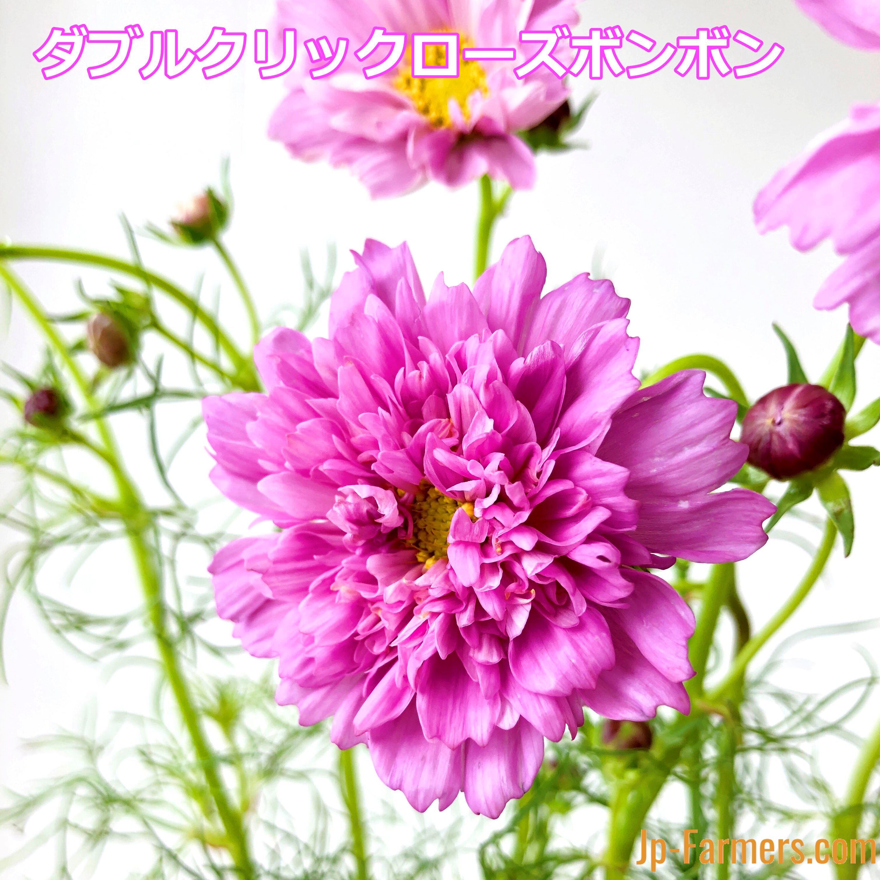 季節限定 色々な品種から選べます 秋の花はやっぱり秋桜 コスモス 本 Jp Farmers Com