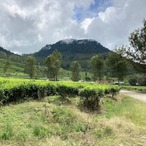 【ドリップバッグ】送料無料！クリアでジューシー! インドネシア グラヴファーム（浅煎り）