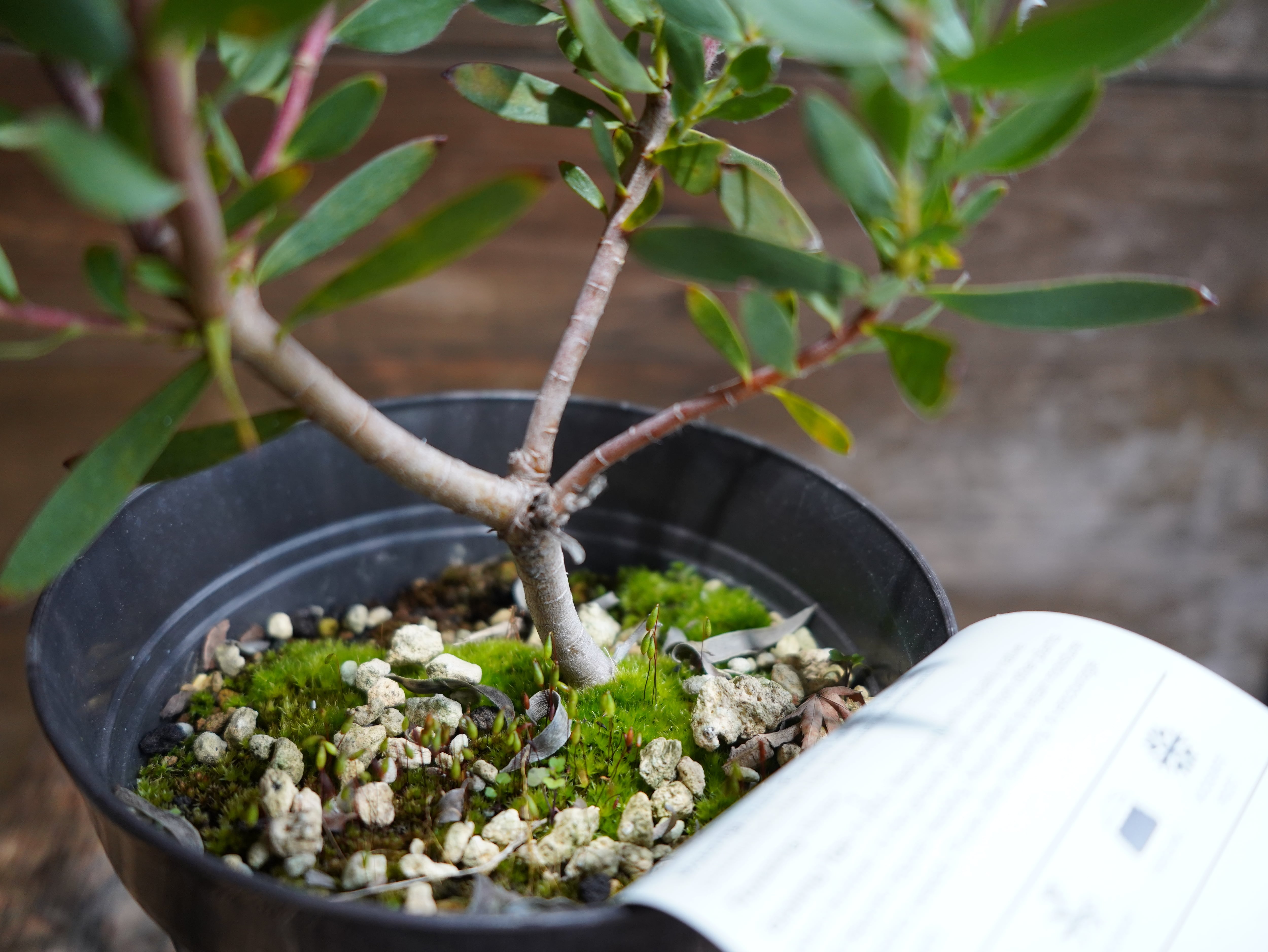 【現物】リューカデンドロン　”Red Gem”