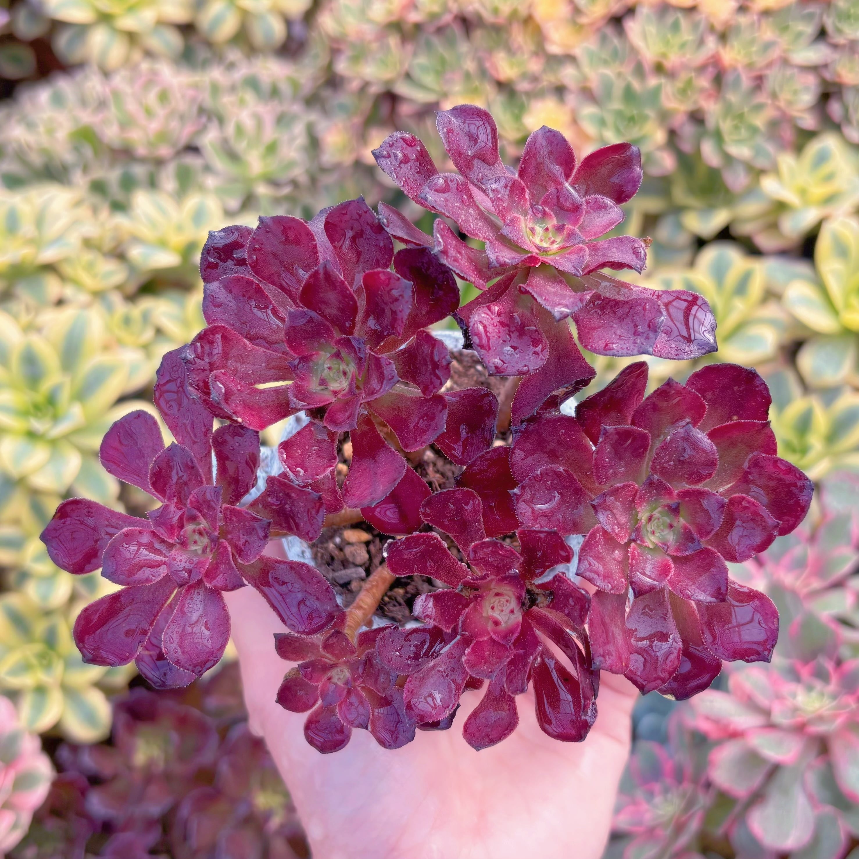 現品　花蝶#A016　群生　新入荷　るる農園