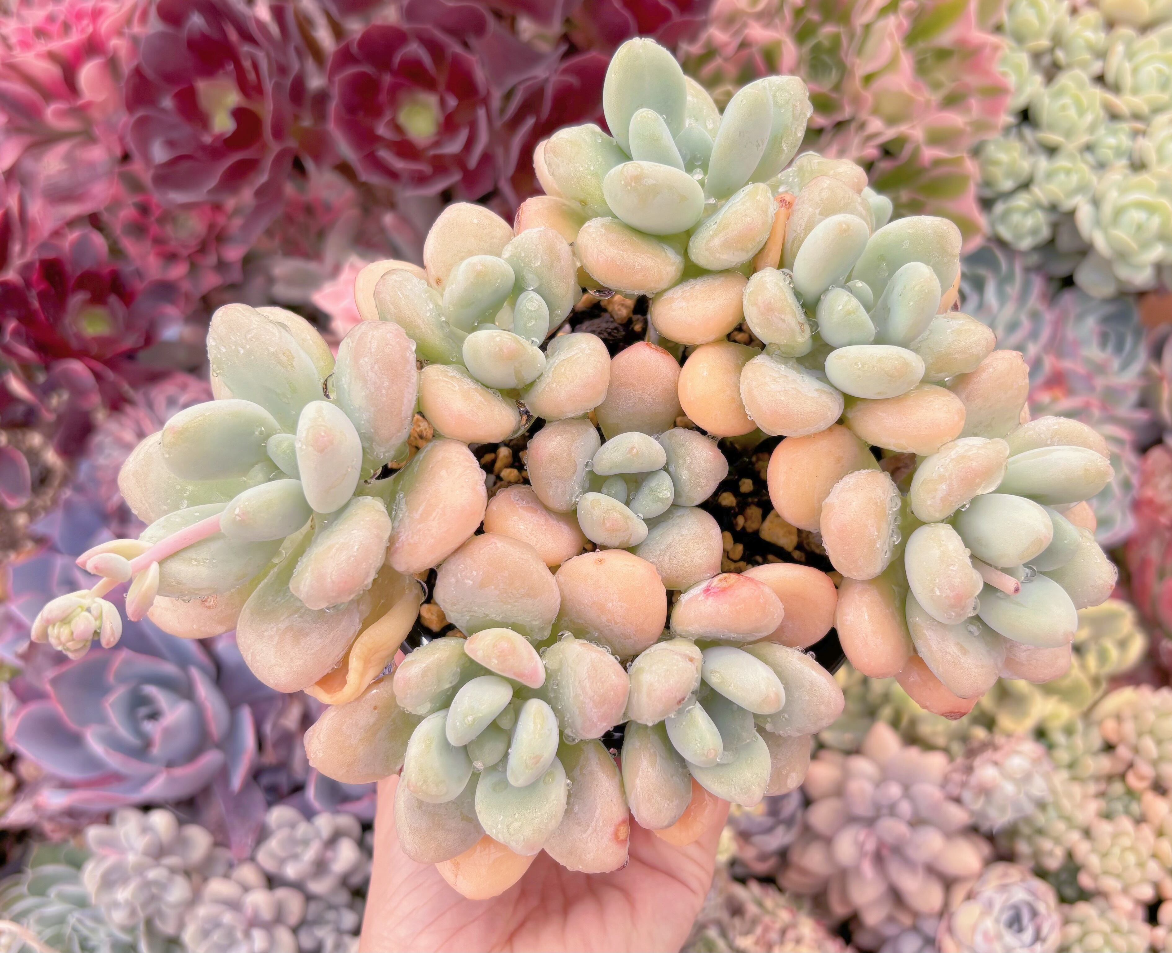 現品　洛神#A31　るる農園