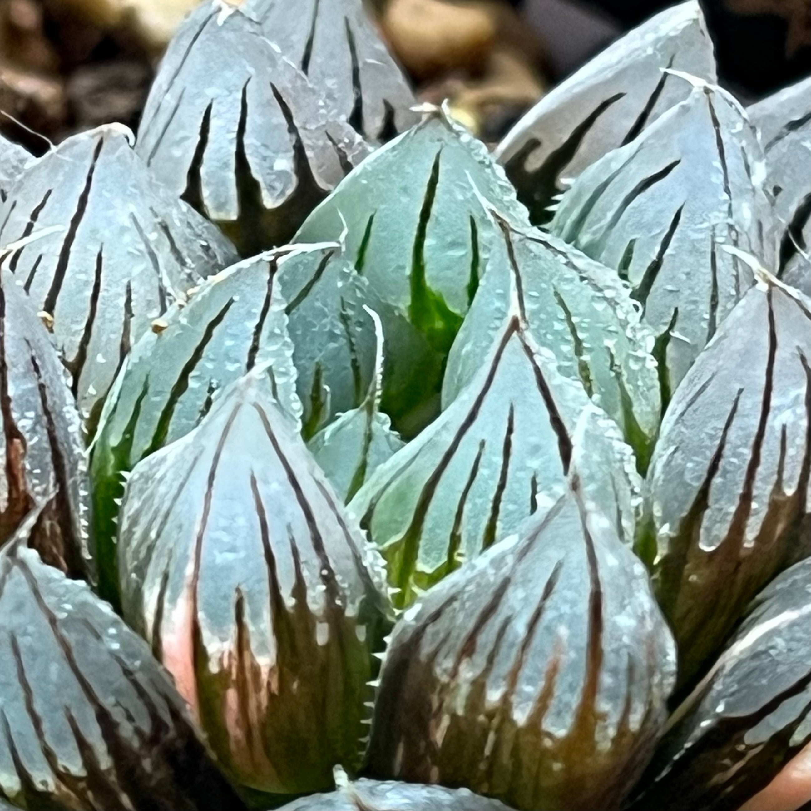 ハオルチア 黒玉露錦 霓虹灯 | mocono_plants