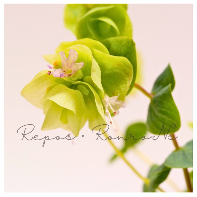 オレガノ：ロタンディフォリウム（3号）寄せ植え　オレガノ苗　花オレガノ　ハーブ　ハンギング　春の花　