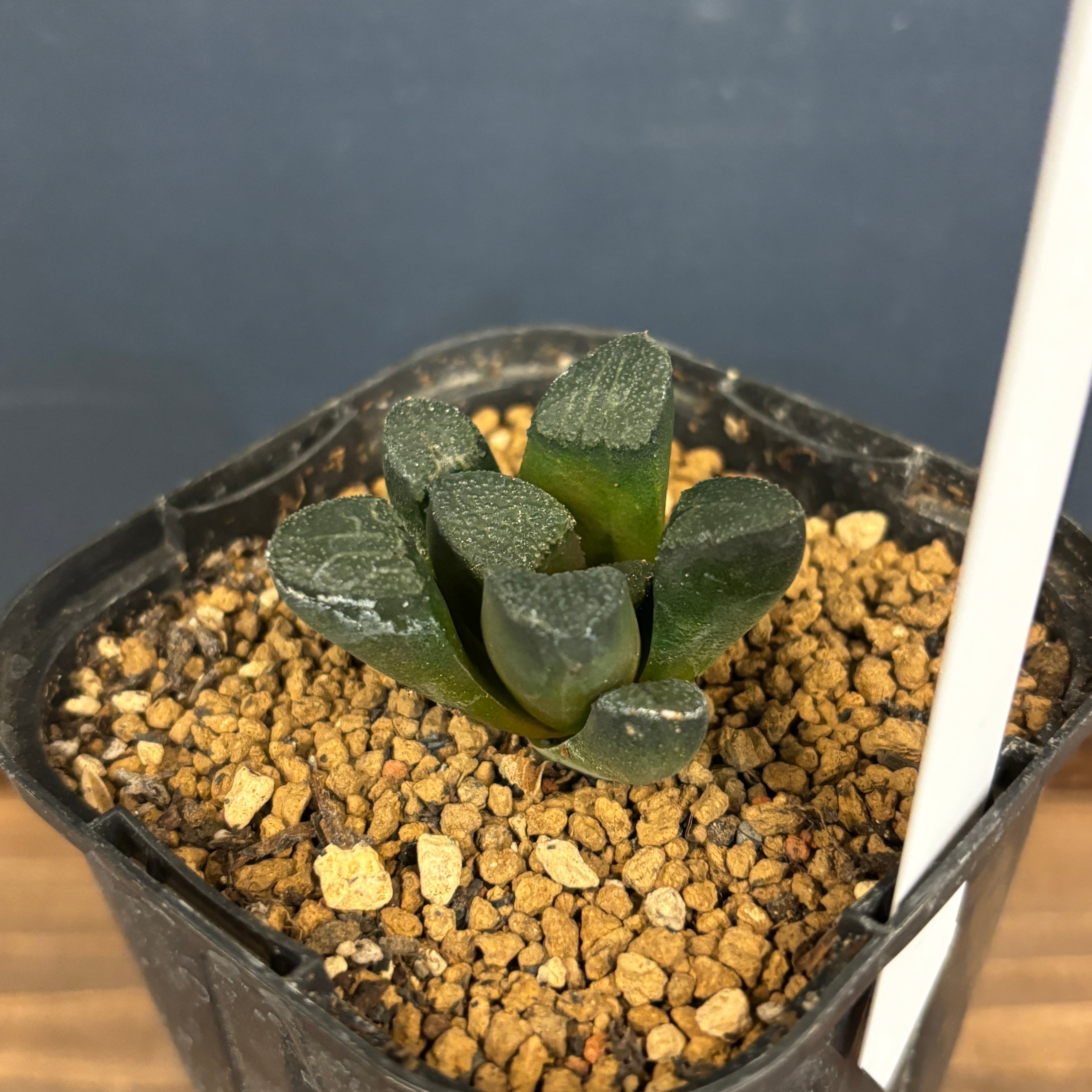 ハオルチア ブリンジー【224】 | PROTOLEAF プロトリーフ