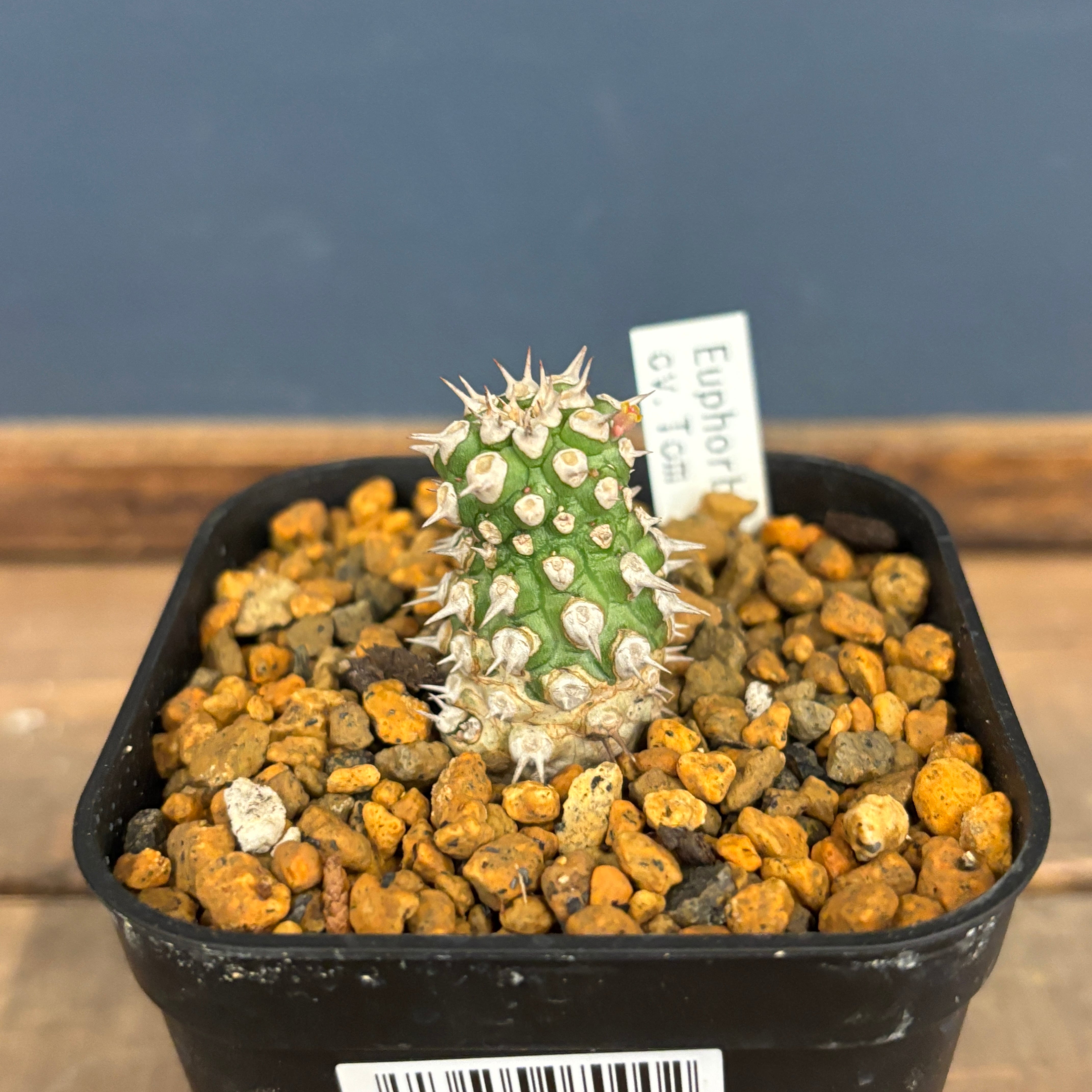 その他多肉植物 Natural 6e4232aadedb4c391846c1974528b4