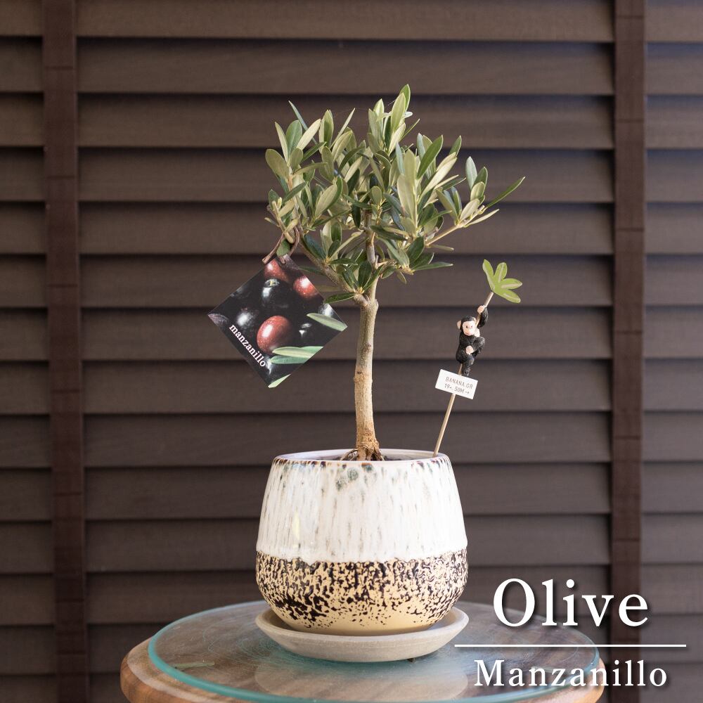 創樹 Olive オリーブの木 根上がり 盆栽 信楽焼 陶器鉢 SOUJU Manzanillo マンザニロ オリーブ