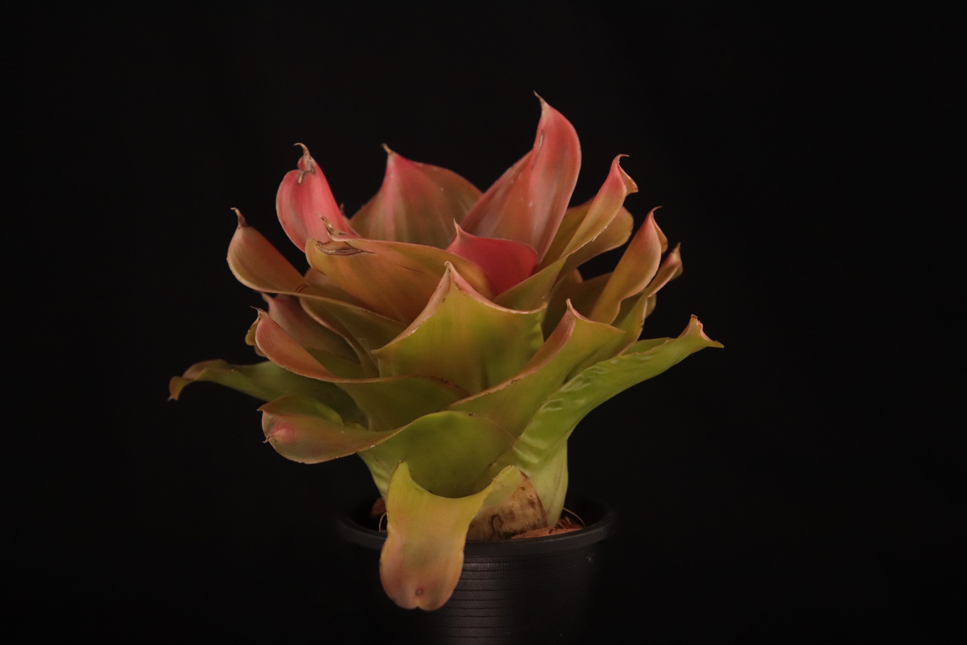 送料無料】Neoregelia 'Medusa Spineless' x 'Pink Debbie