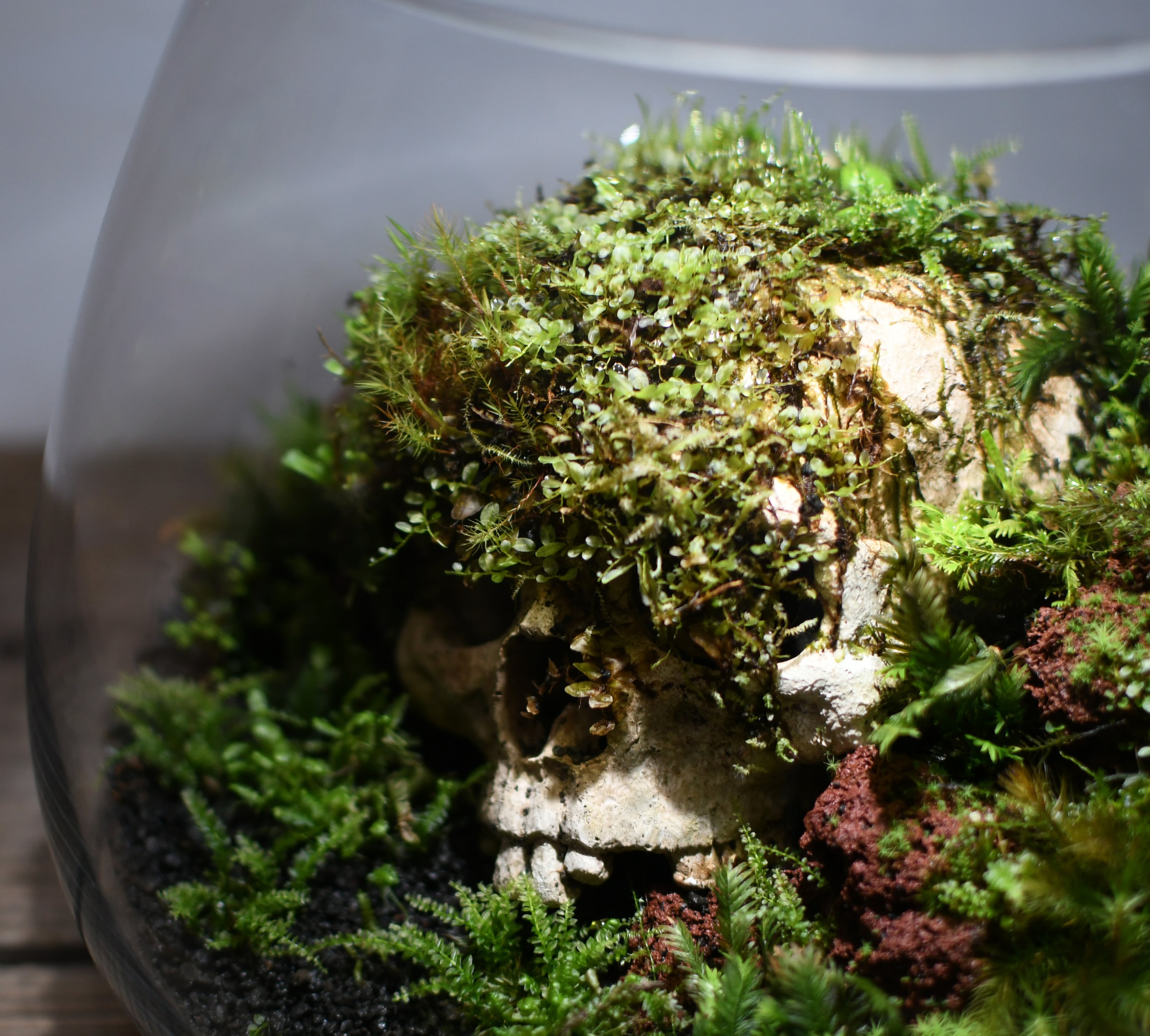 オーダー参考】 苔の下 | 苔テラリウム専門ショップ道草