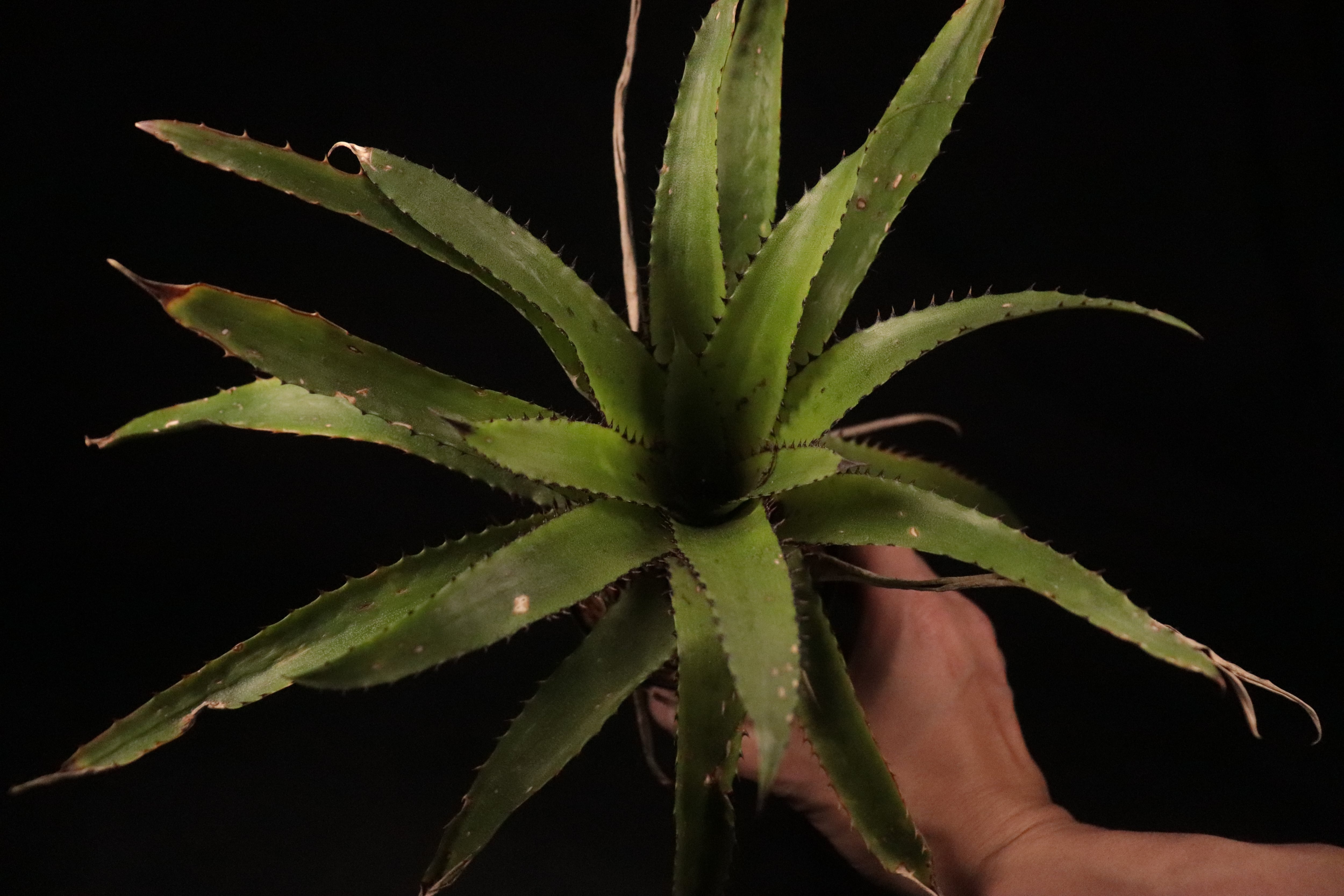 送料無料】Canistrum triangulare Hawaii form (Spiny form
