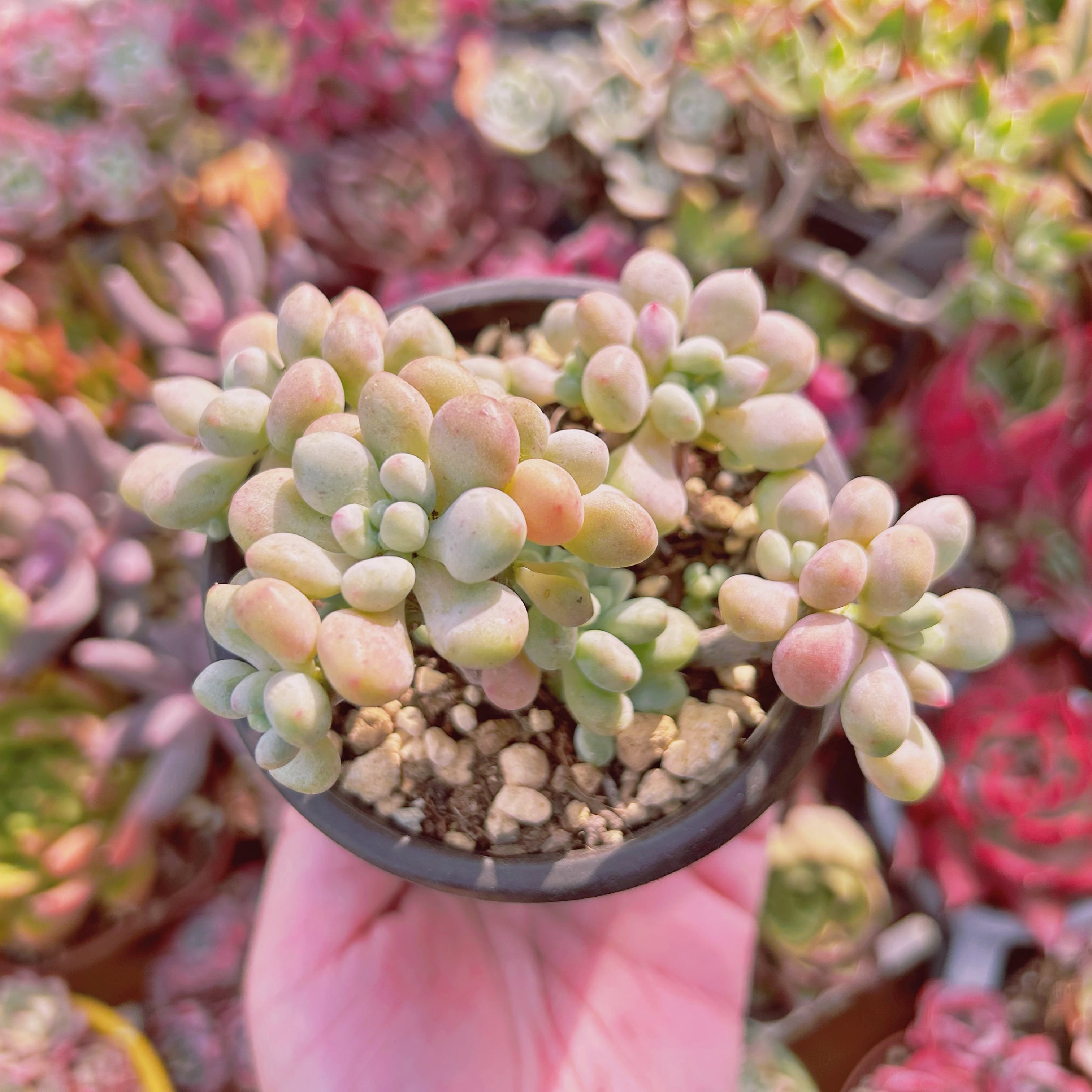 現物　多肉植物　Pachythytum ホワイトパール