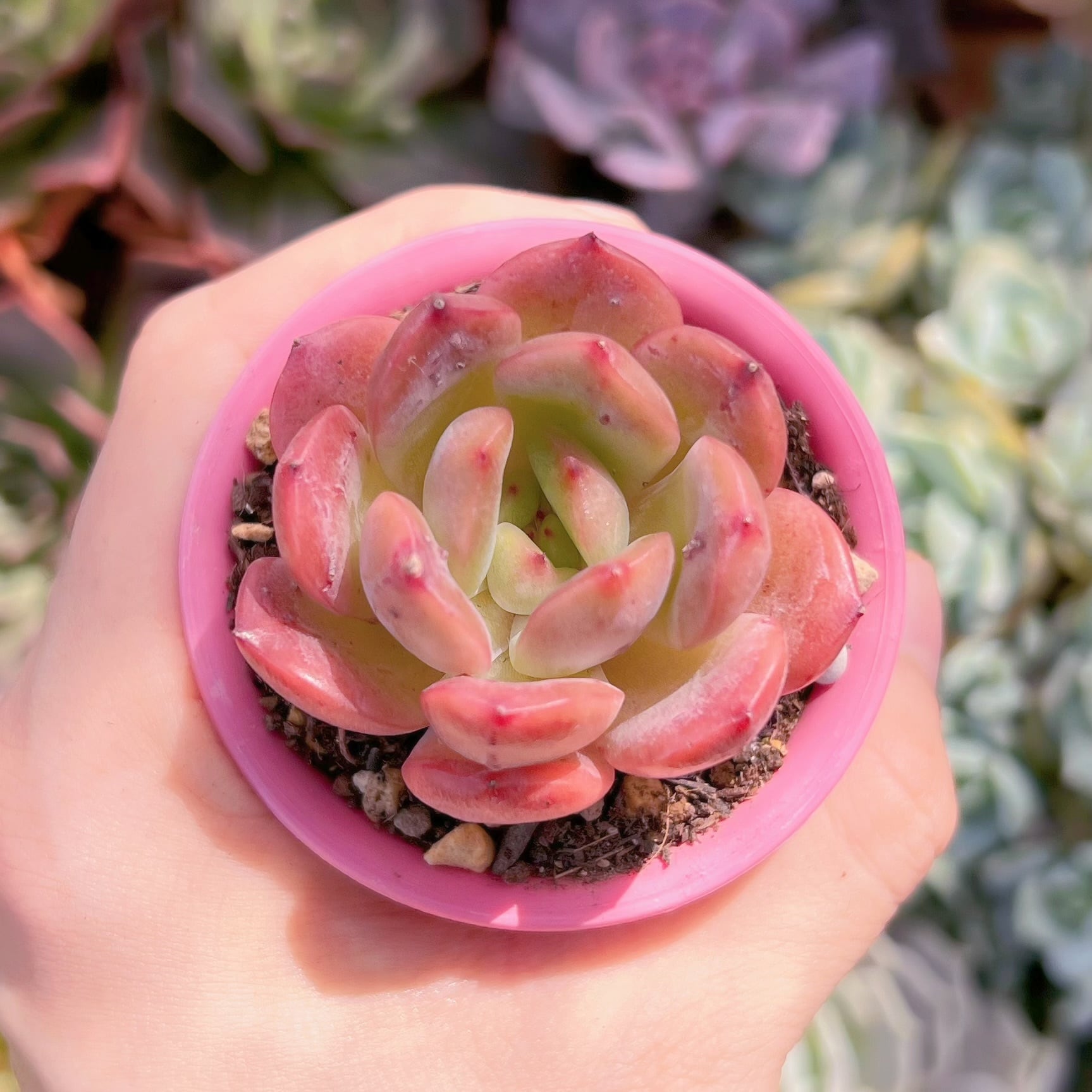 多肉植物　新品種マドンナ　新入荷　るる農園