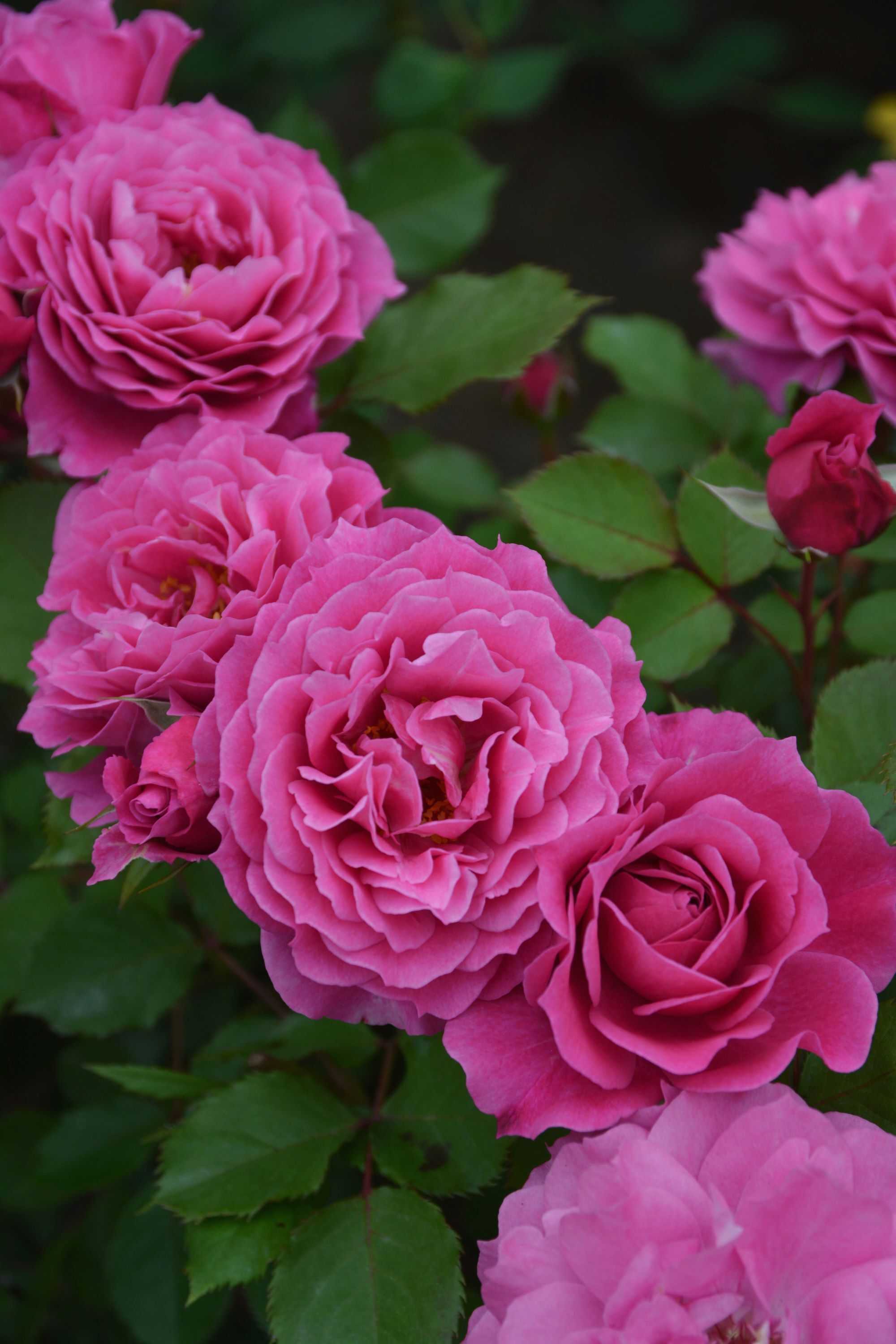 バラ大苗 <ロサ・オリエンティス・プログレッシオ> パルミラ 7号鉢