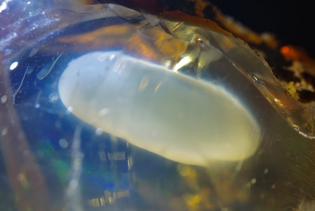 エッグ・イン・オパール Opal Egg 1331