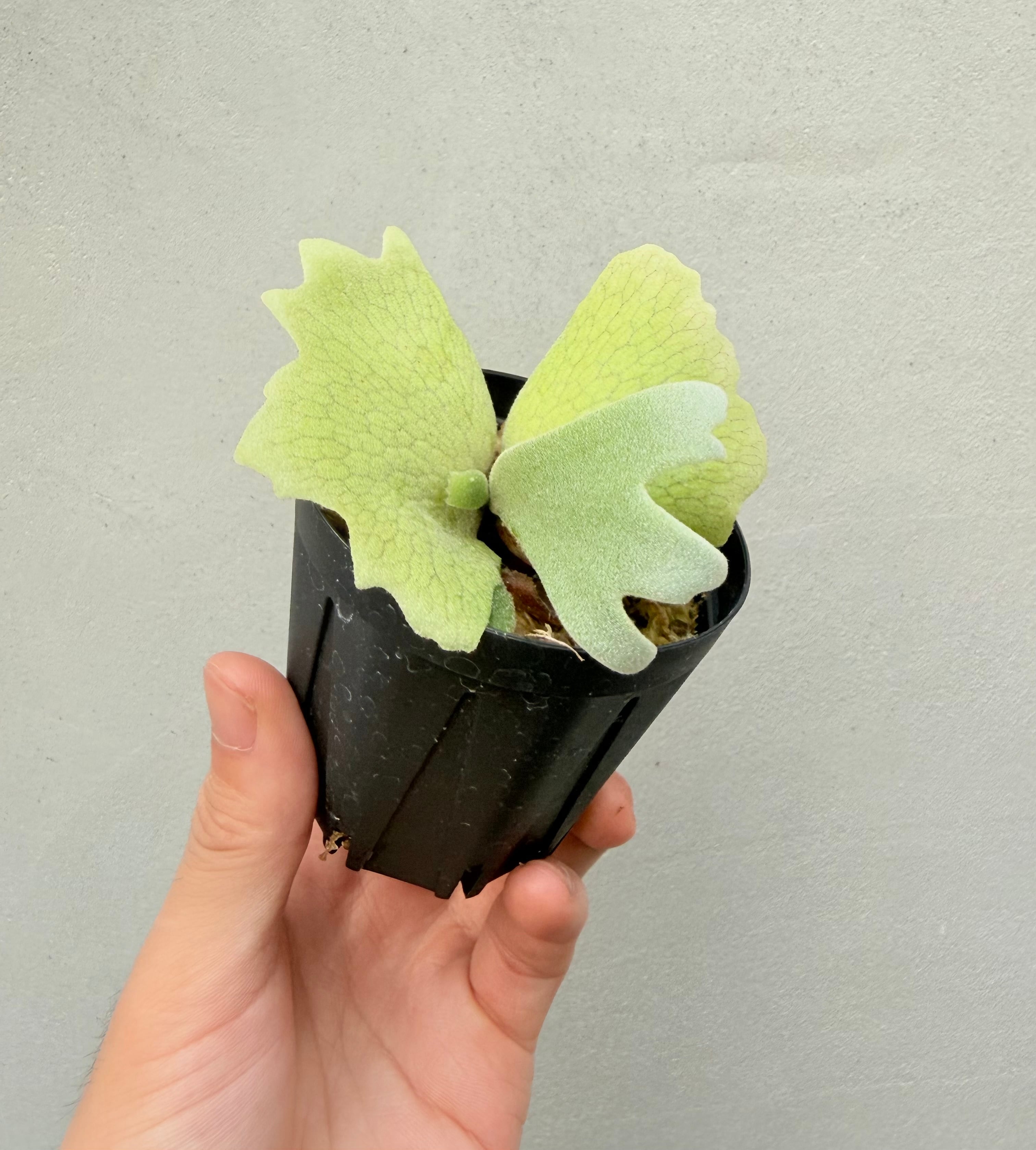 c) P. willinckii 'Frosty Maiden' spore grown ③ビカクシダ