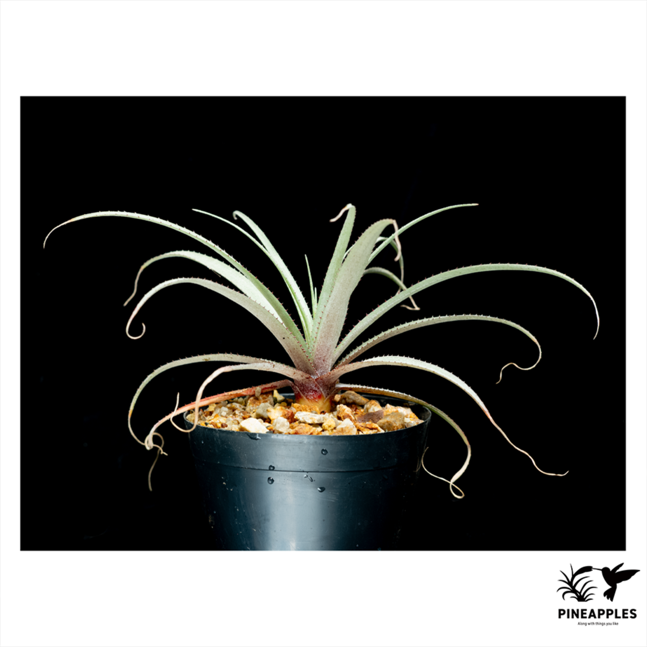 Hoplocryptanthus caracensis (Seedling) - 2