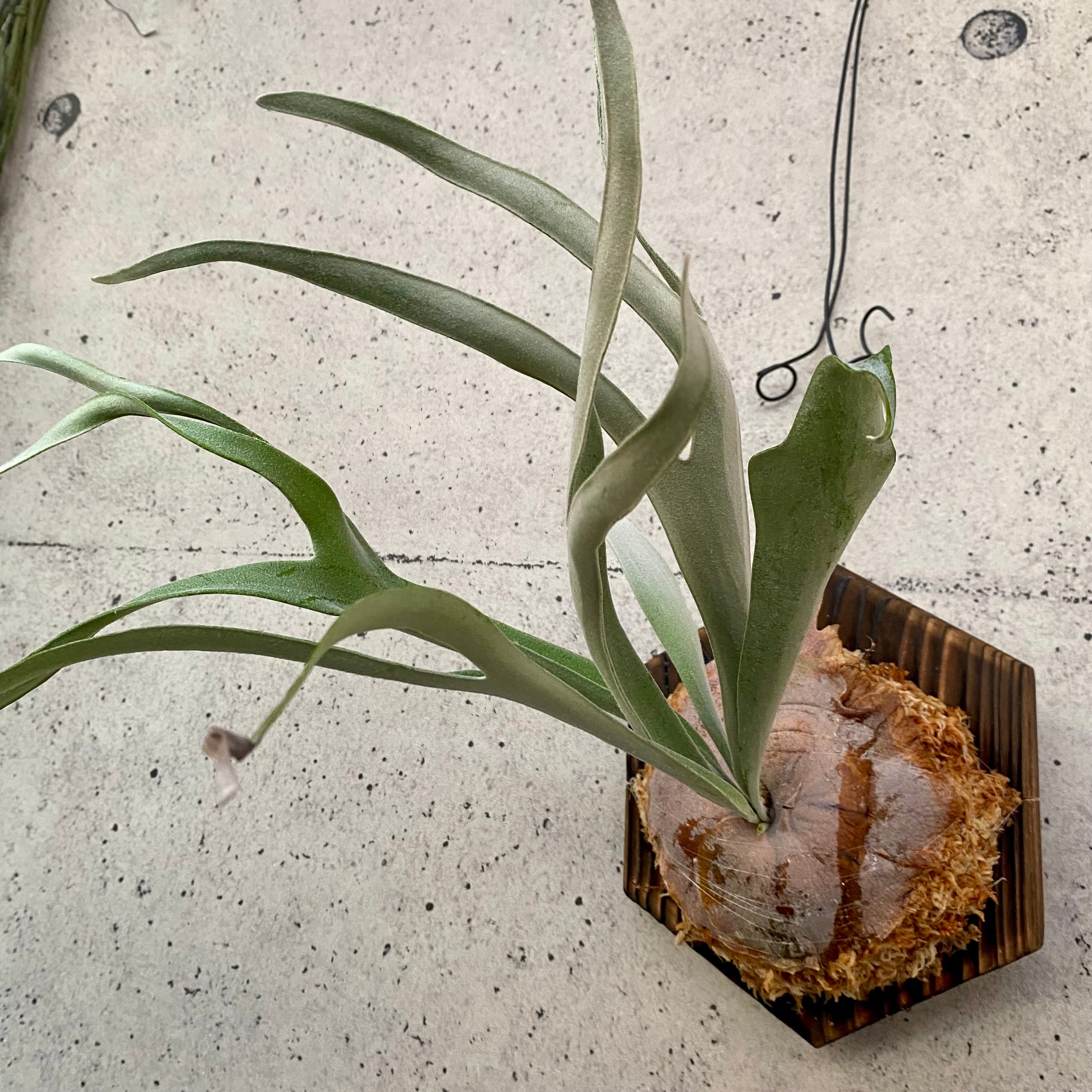 ビカクシダ | Planet Plants プラネットプランツ