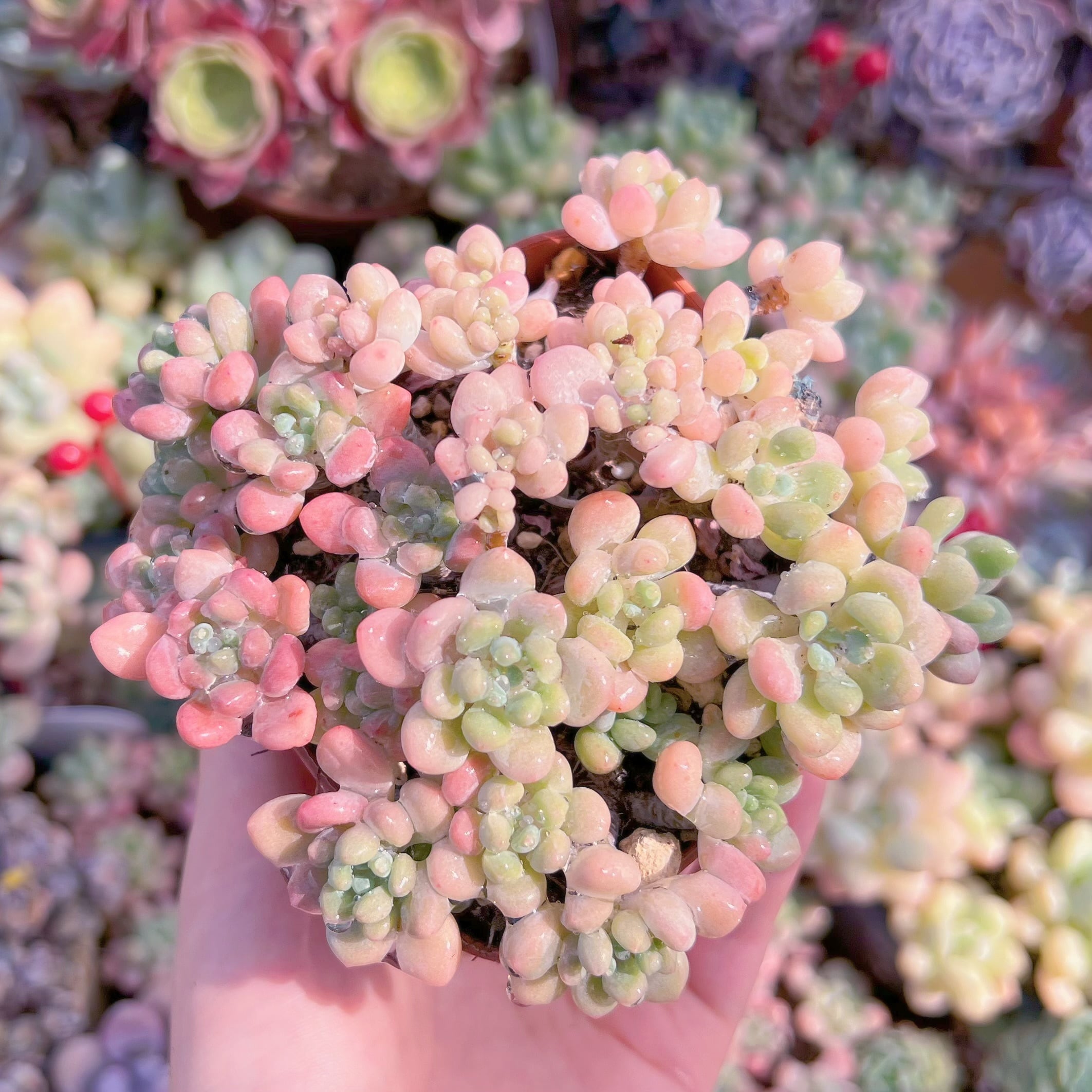 現品　ストロベリーミルク#F036　るる農園