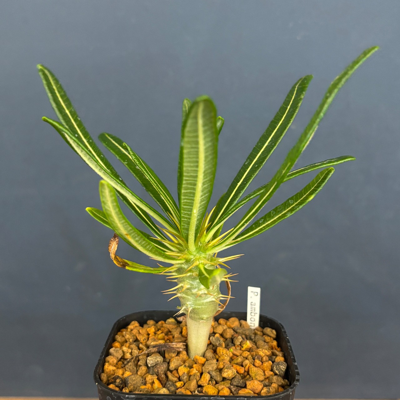 パキポディウム アンボンゲンセ【160】