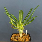 パキポディウム アンボンゲンセ【160】