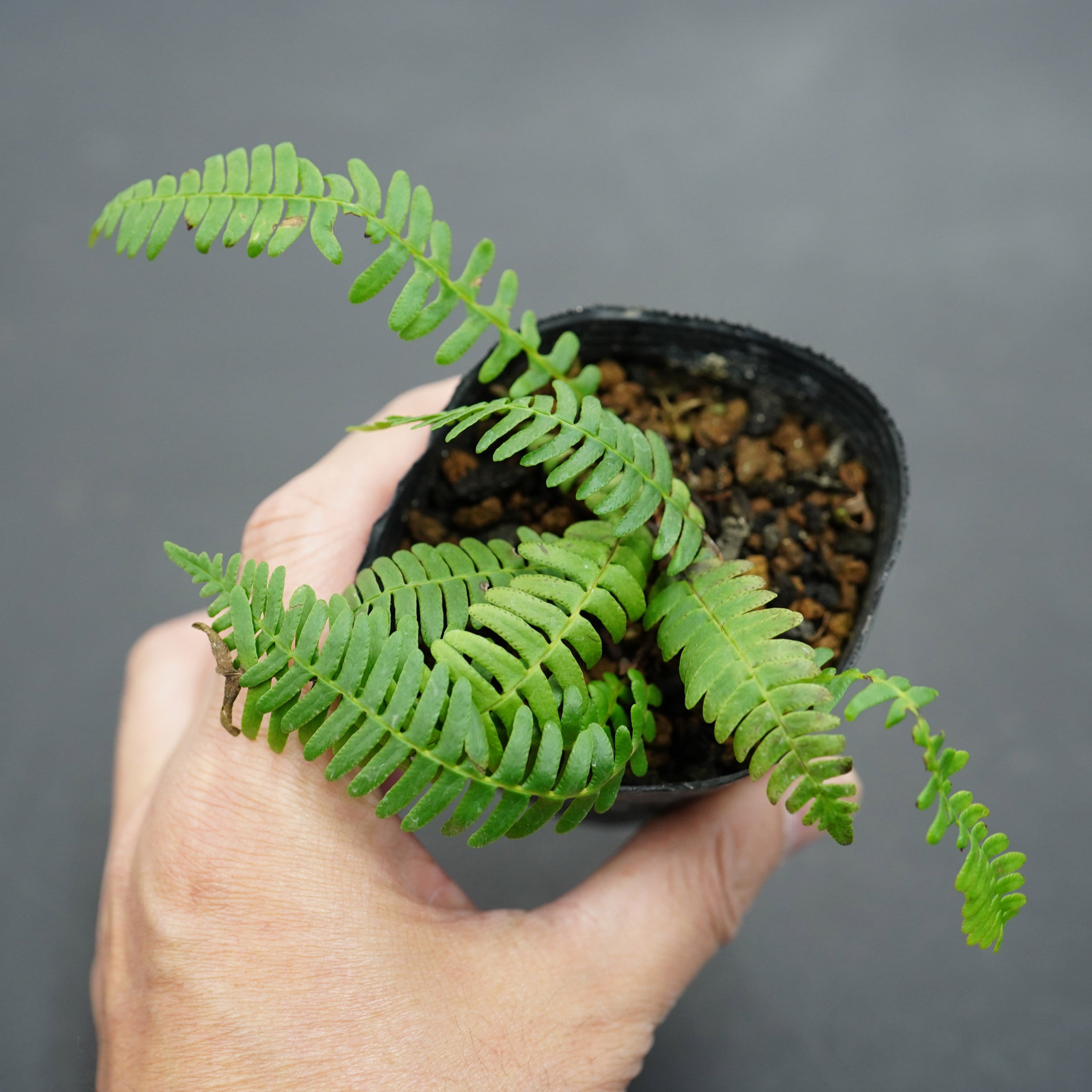 オサシダ Blechnum amabile Makino 苔テラリウム作製用素材◆Lカップ