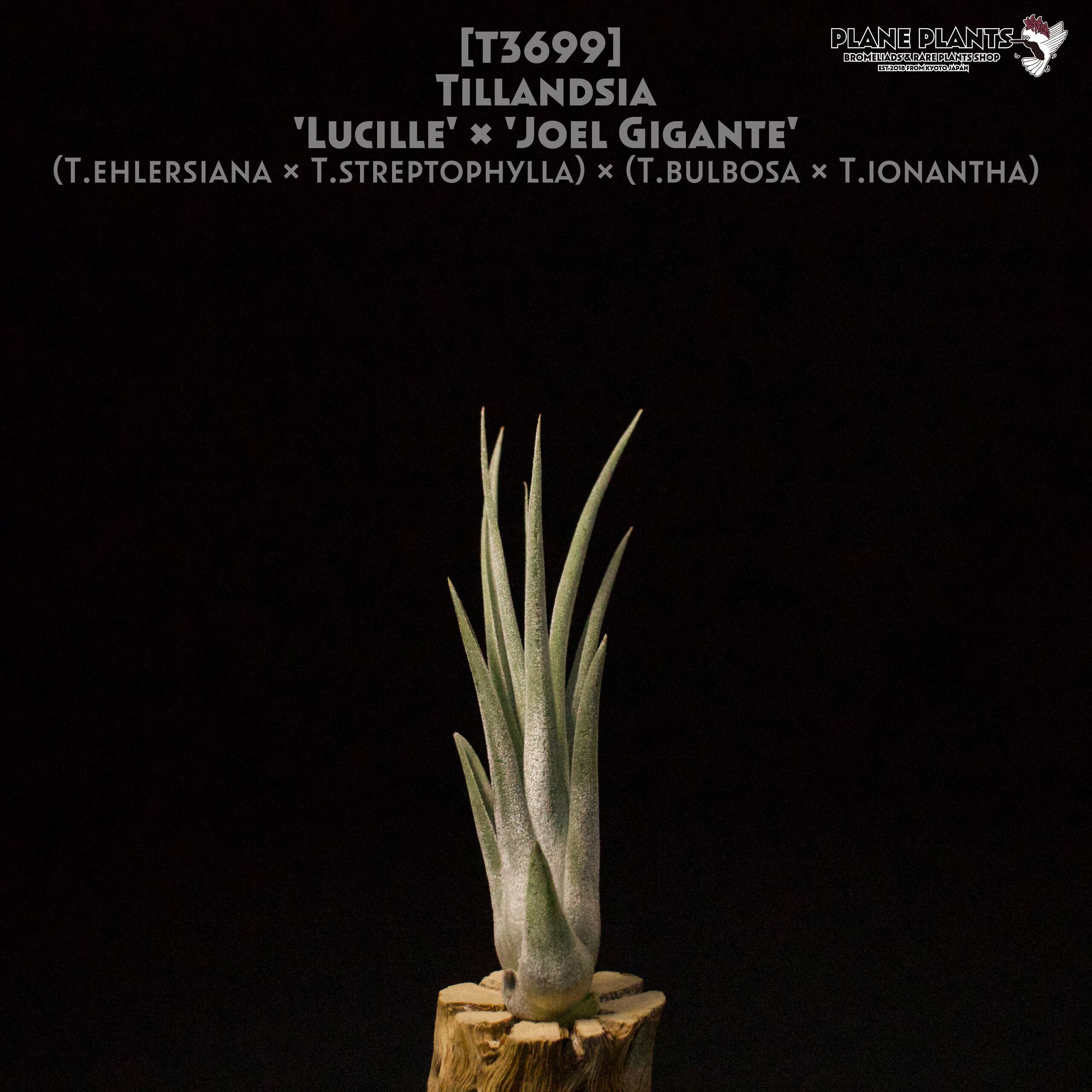 【reserved】'Lucille' × 'Joel Gigante'〔エアプランツ〕現品発送T3699