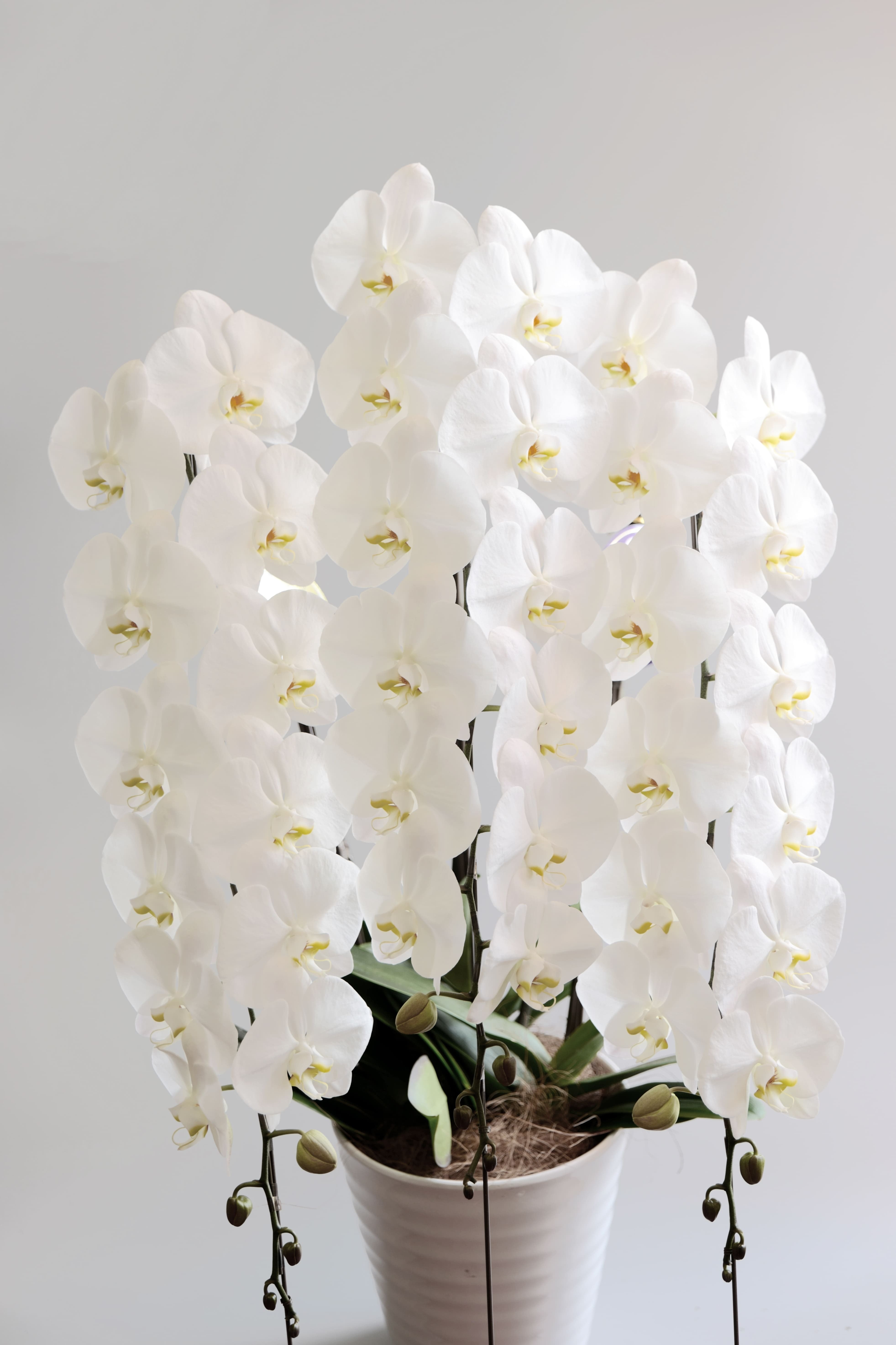 胡蝶蘭 2L | 花彩喜