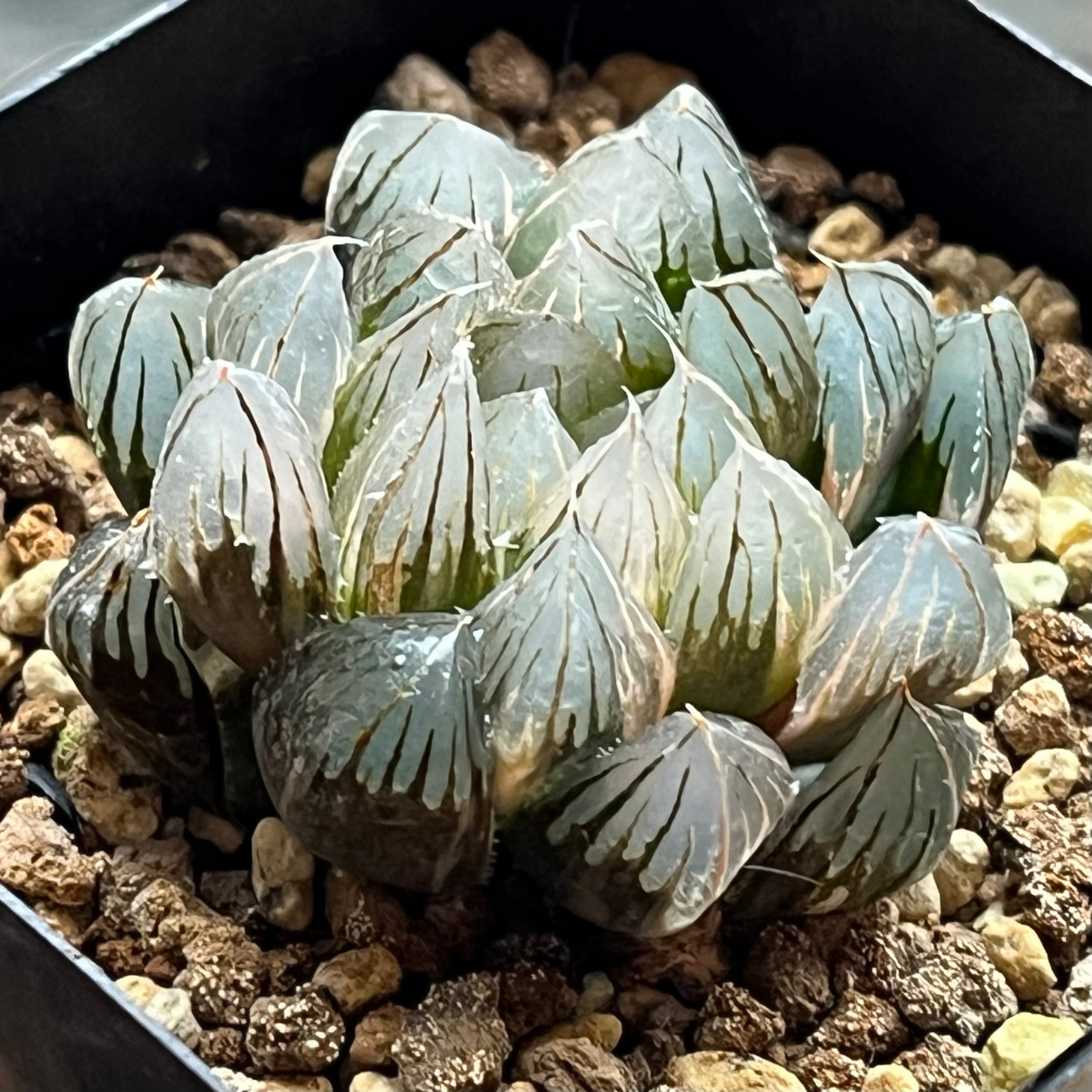 ハオルチア 狼蛛錦 | mocono_plants