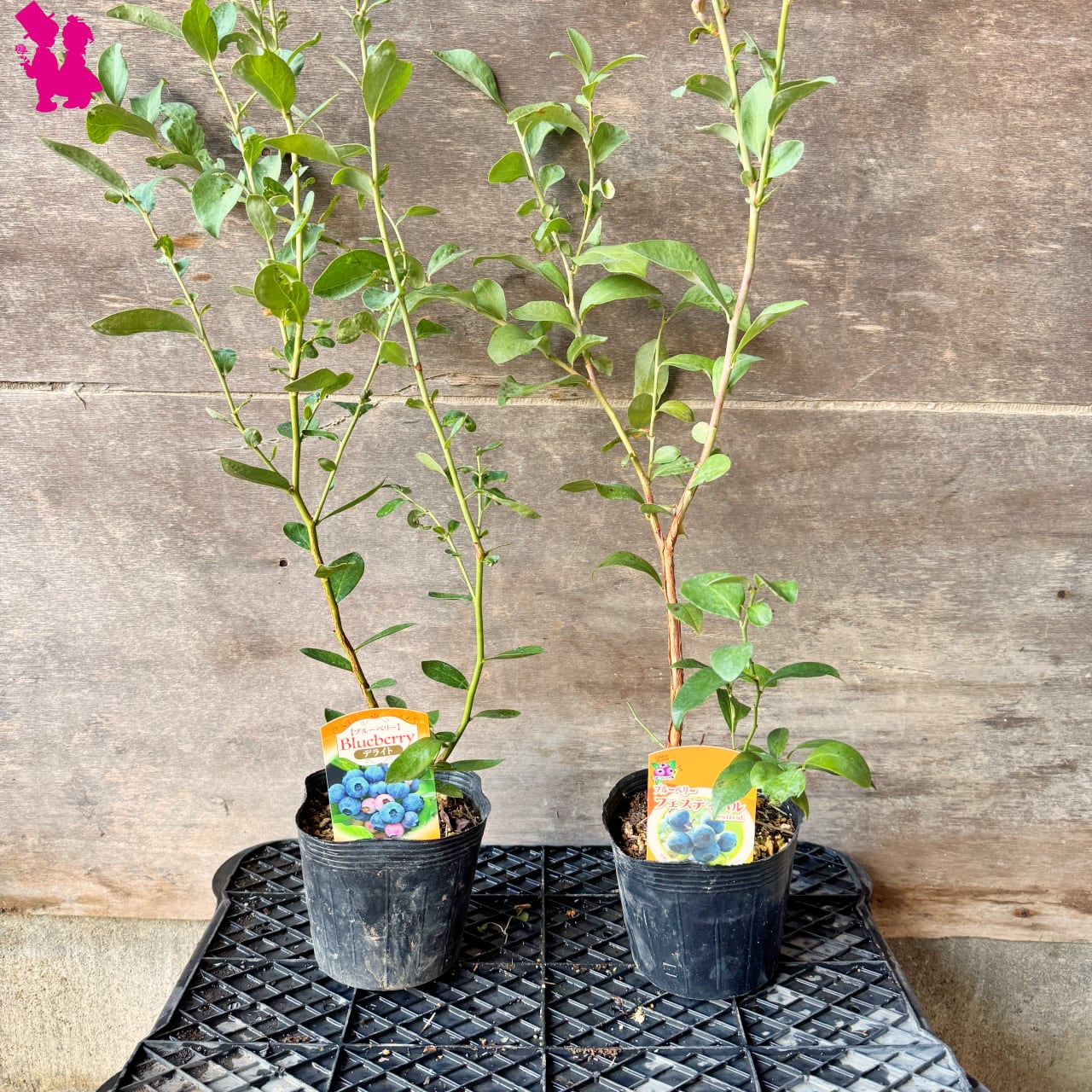 ブルーベリー苗21本セット ブルーベリー苗21本セット 苗 ブルーベリー