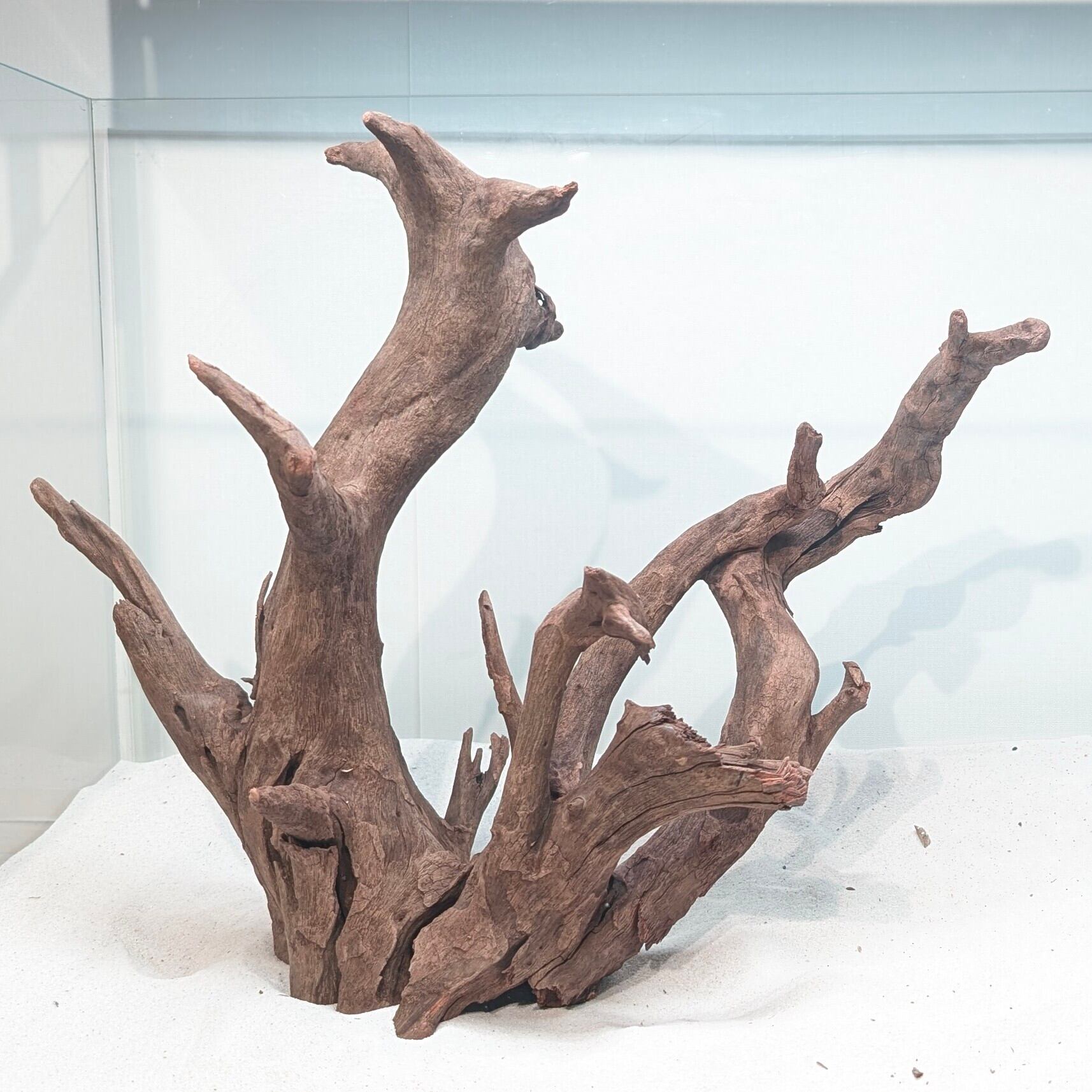 流木 大サイズ A800 ホーンウッド 流木 大サイズ A800 ホーンウッド - メルカリ
