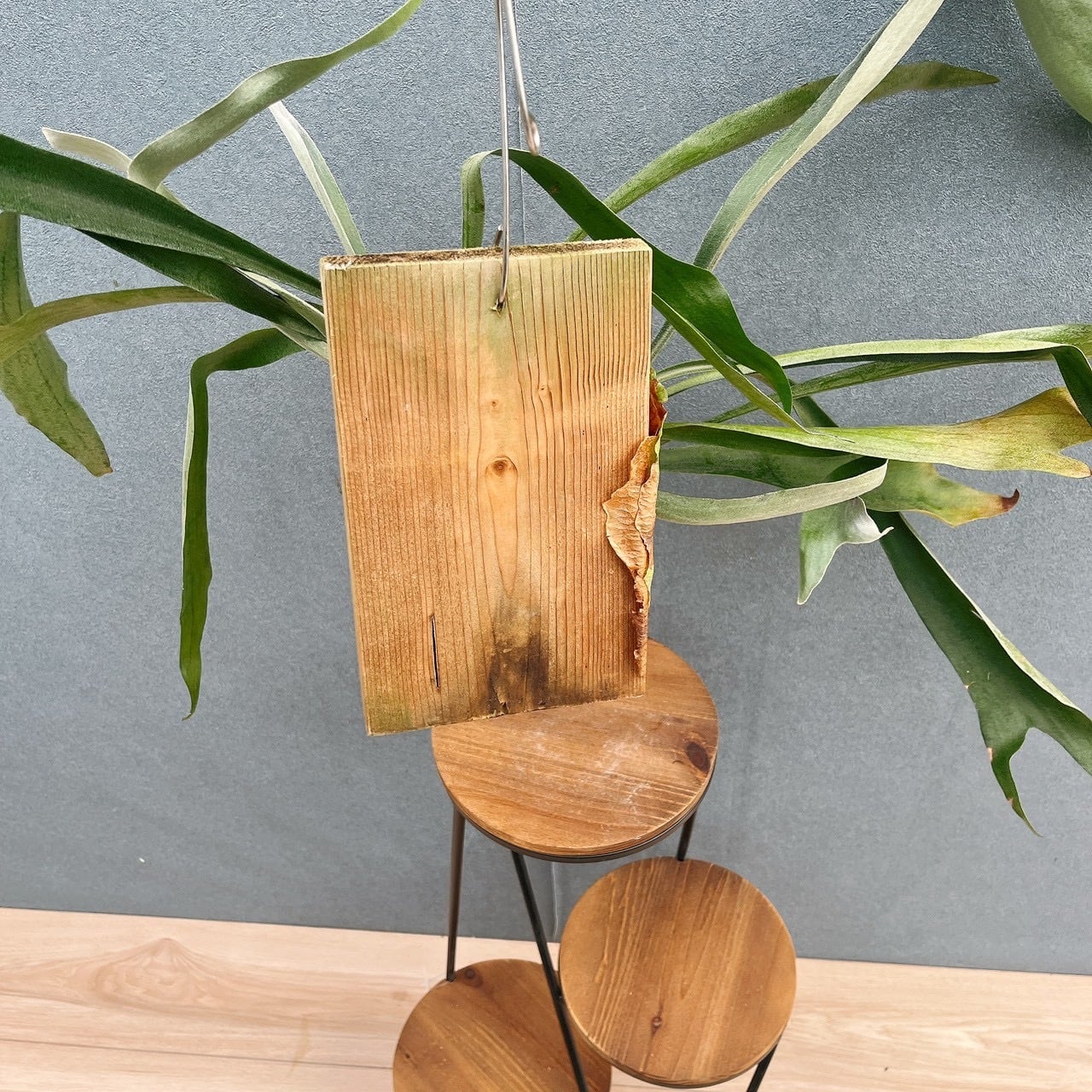 現品］S ビカクシダ コウモリラン 板付 観葉植物 室内 おしゃれ 吊り