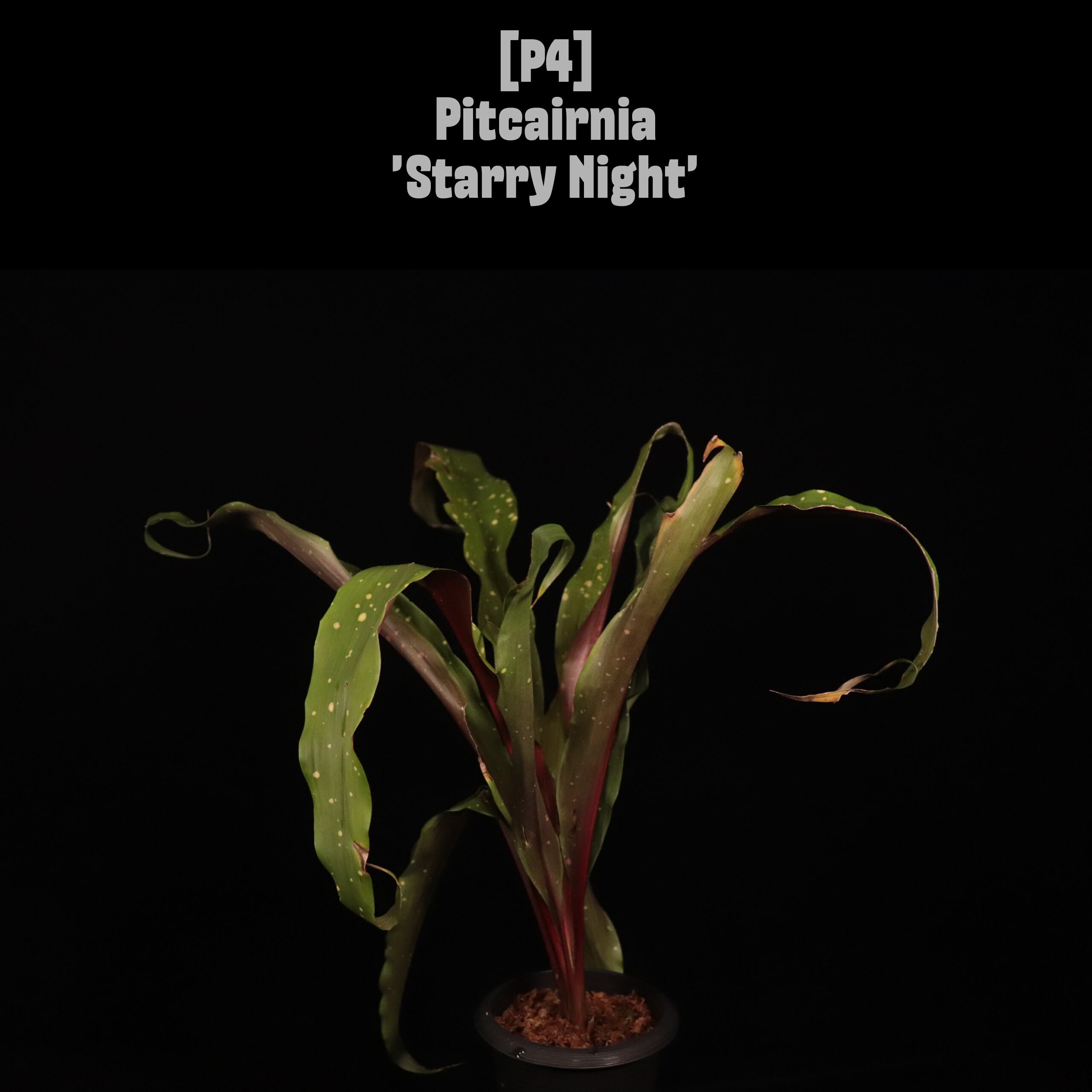 【reserved】Pitcairnia 'Starry Night'〔ピトカイルニア〕現品発送P4