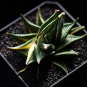 抜き苗 瑠璃殿錦 Haworthia limifolia f.variegata