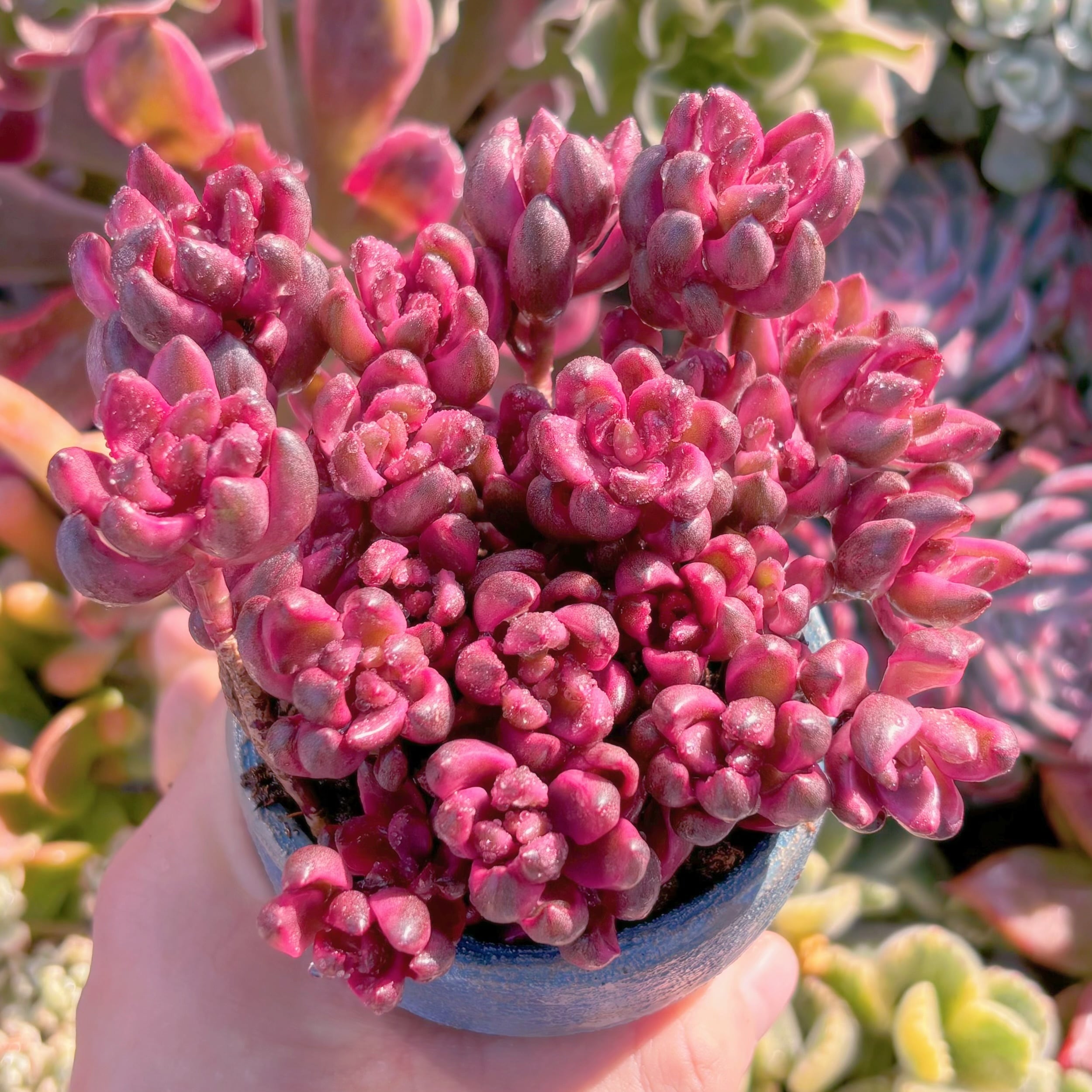 多肉植物 チョコレート錦 群生 新入荷 るる農園 | るる農園~多肉植物専門