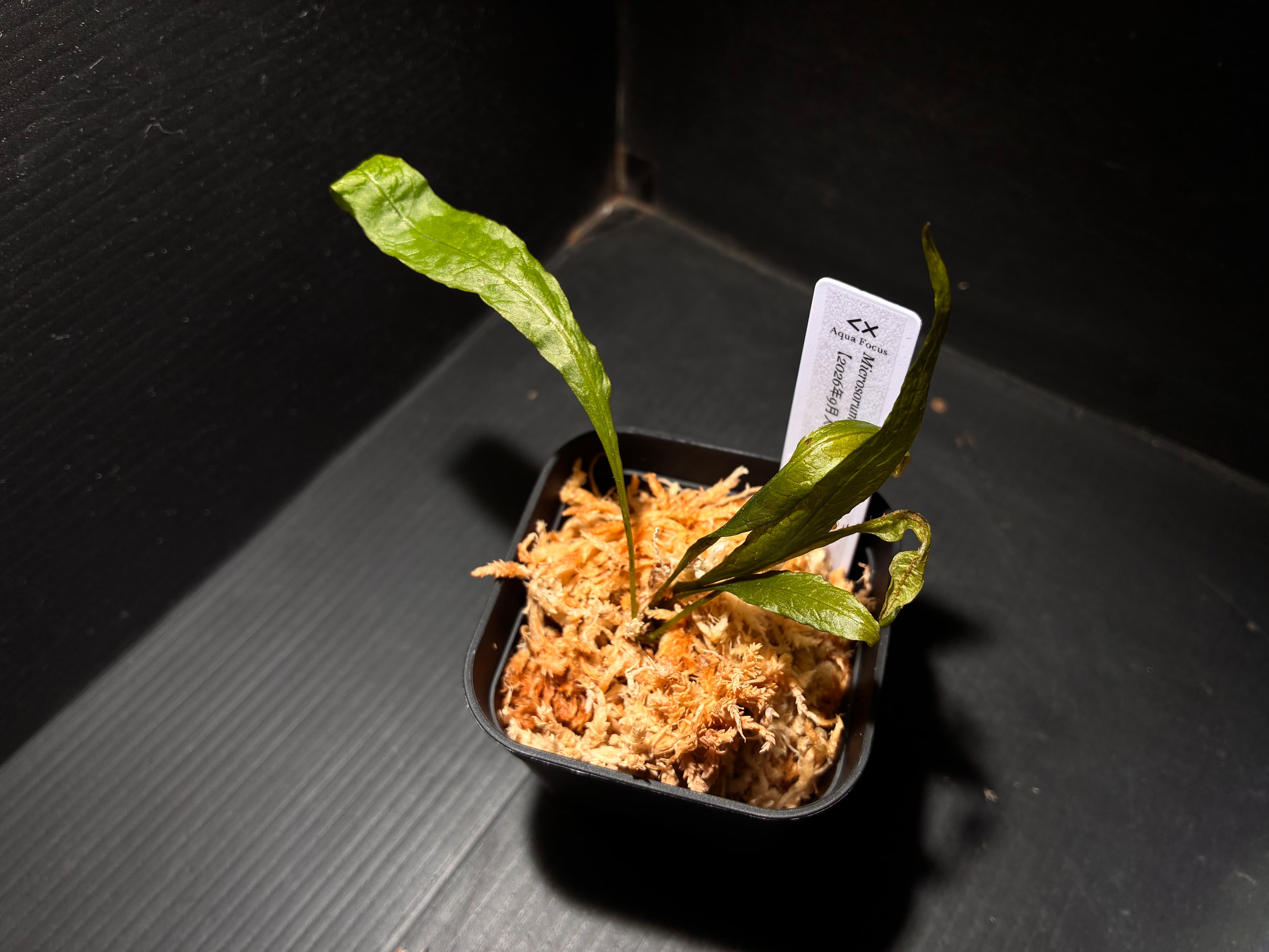 水草・観葉植物 | AquaFocus