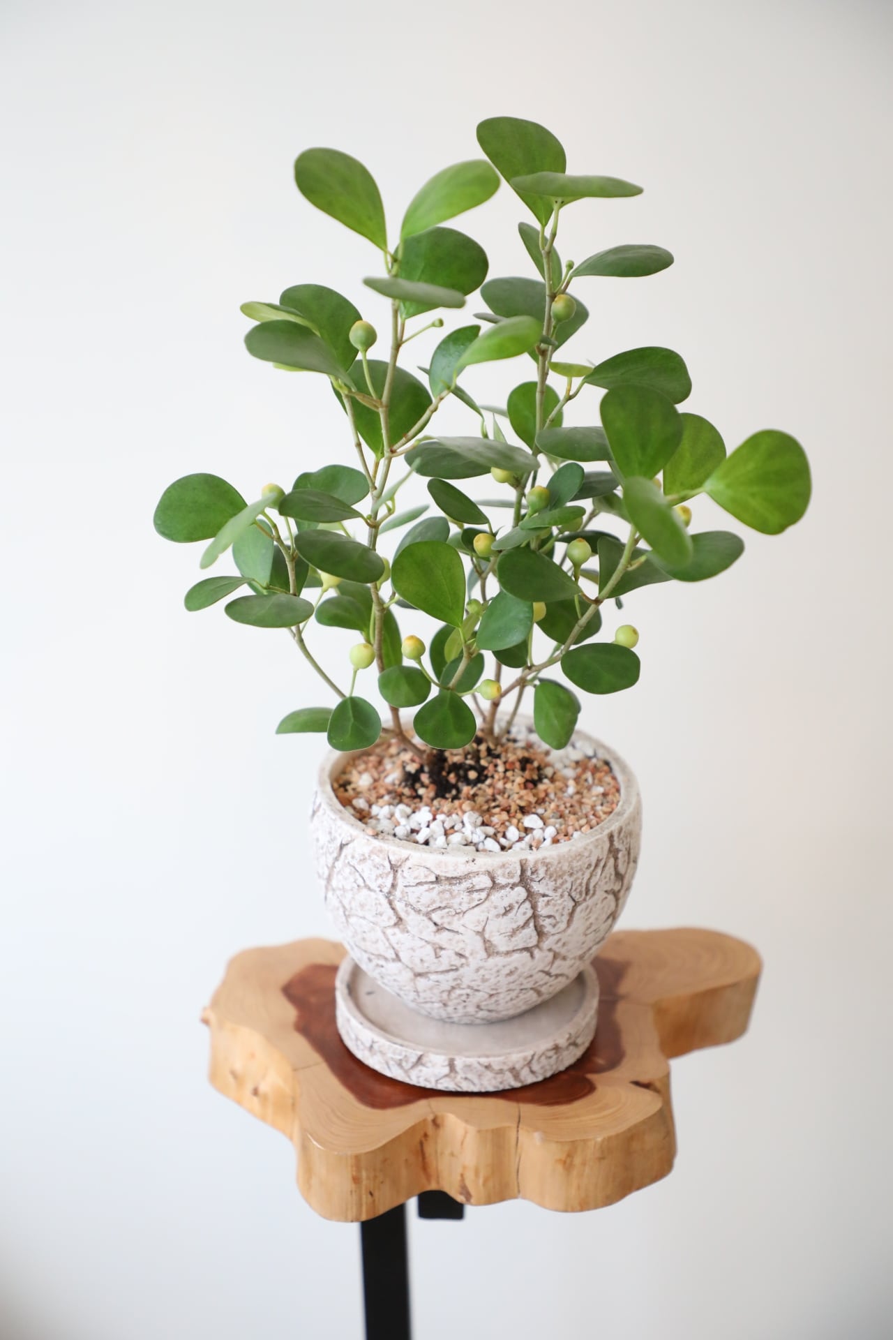 S】コバンボダイジュ/Ficus diversifolia ※陶器鉢付き | 【厳選植物