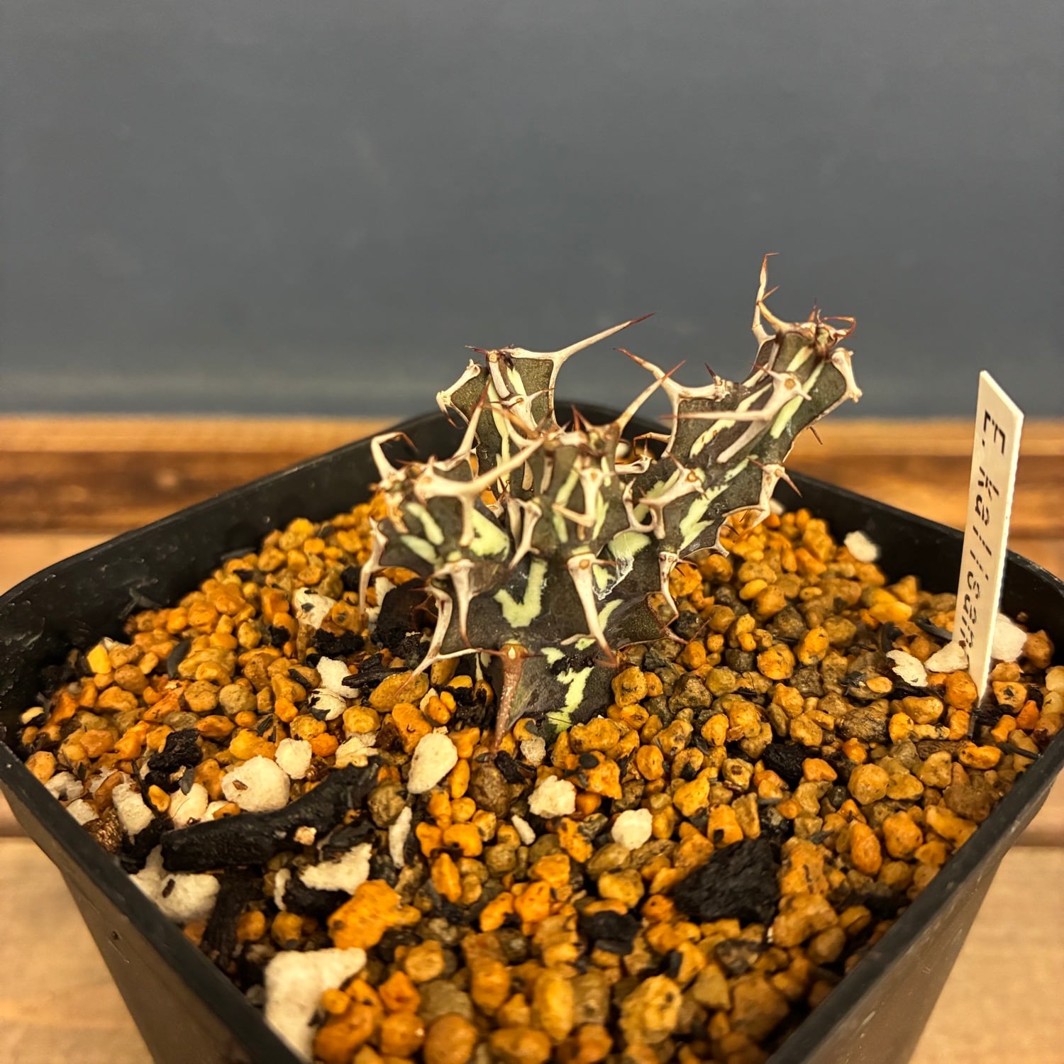 多肉植物 | PROTOLEAF プロトリーフ
