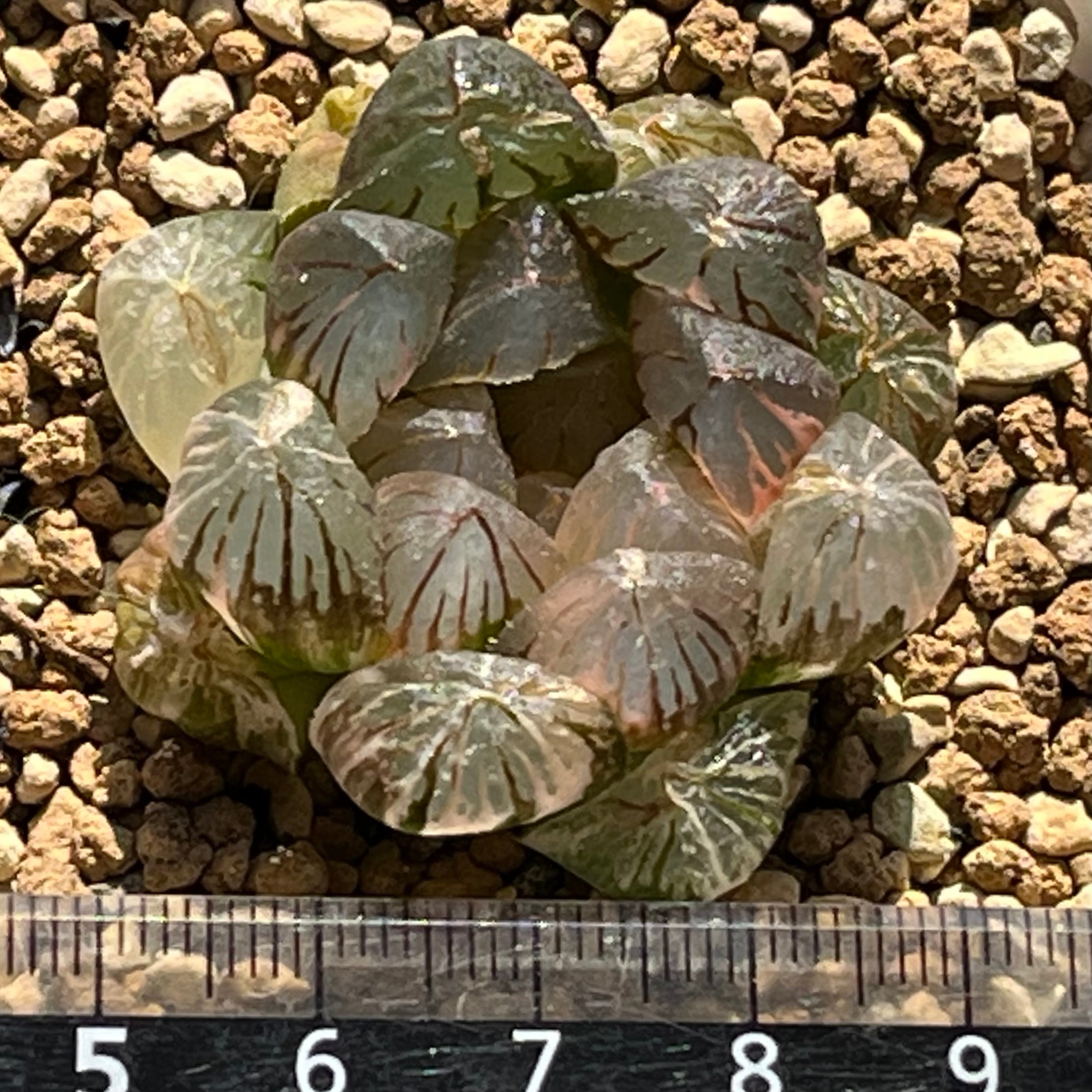 ハオルチア 紫王 オブツーサ錦 | mocono_plants