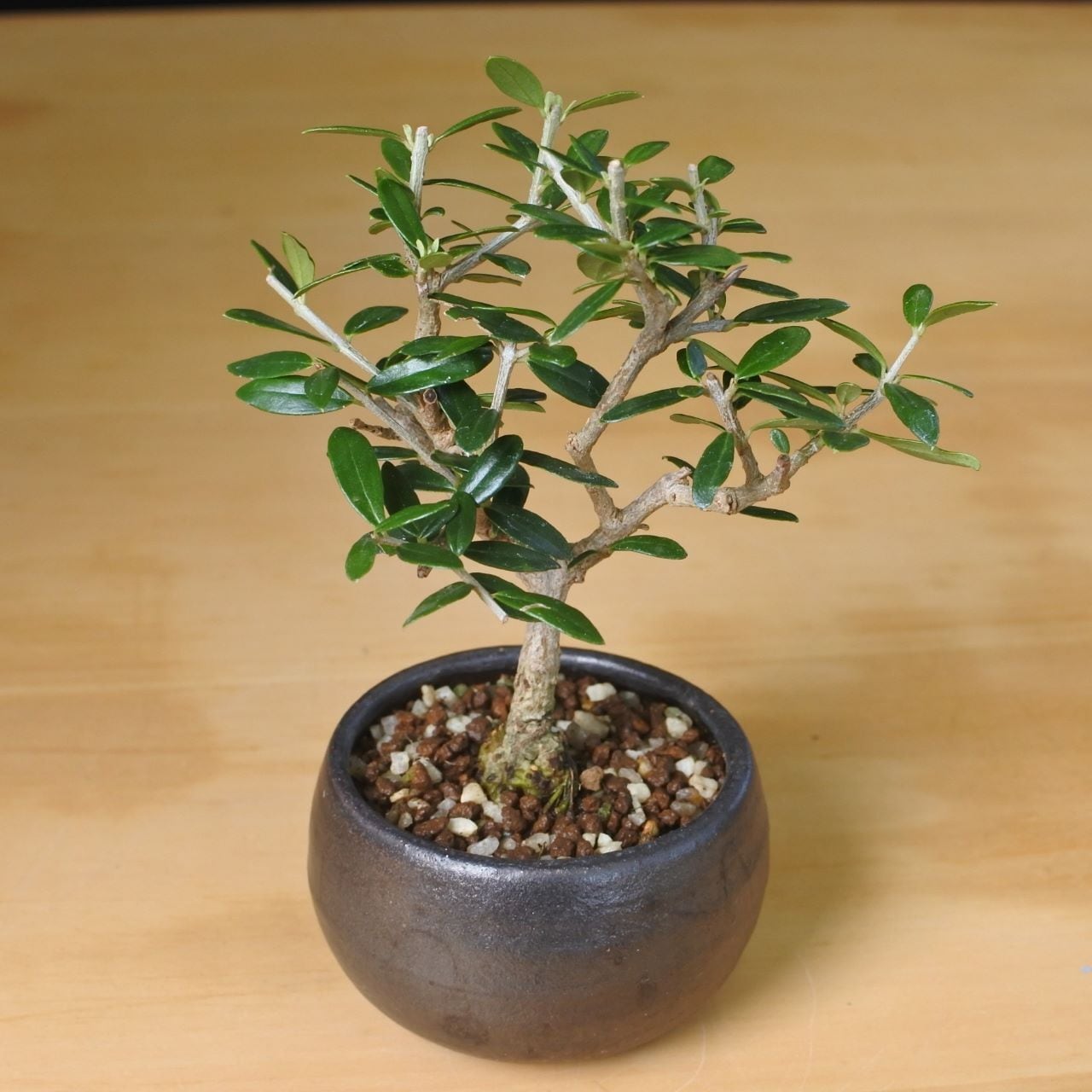 超レア品種☆小丸葉オリーブの木『オリーブ シルベストリス