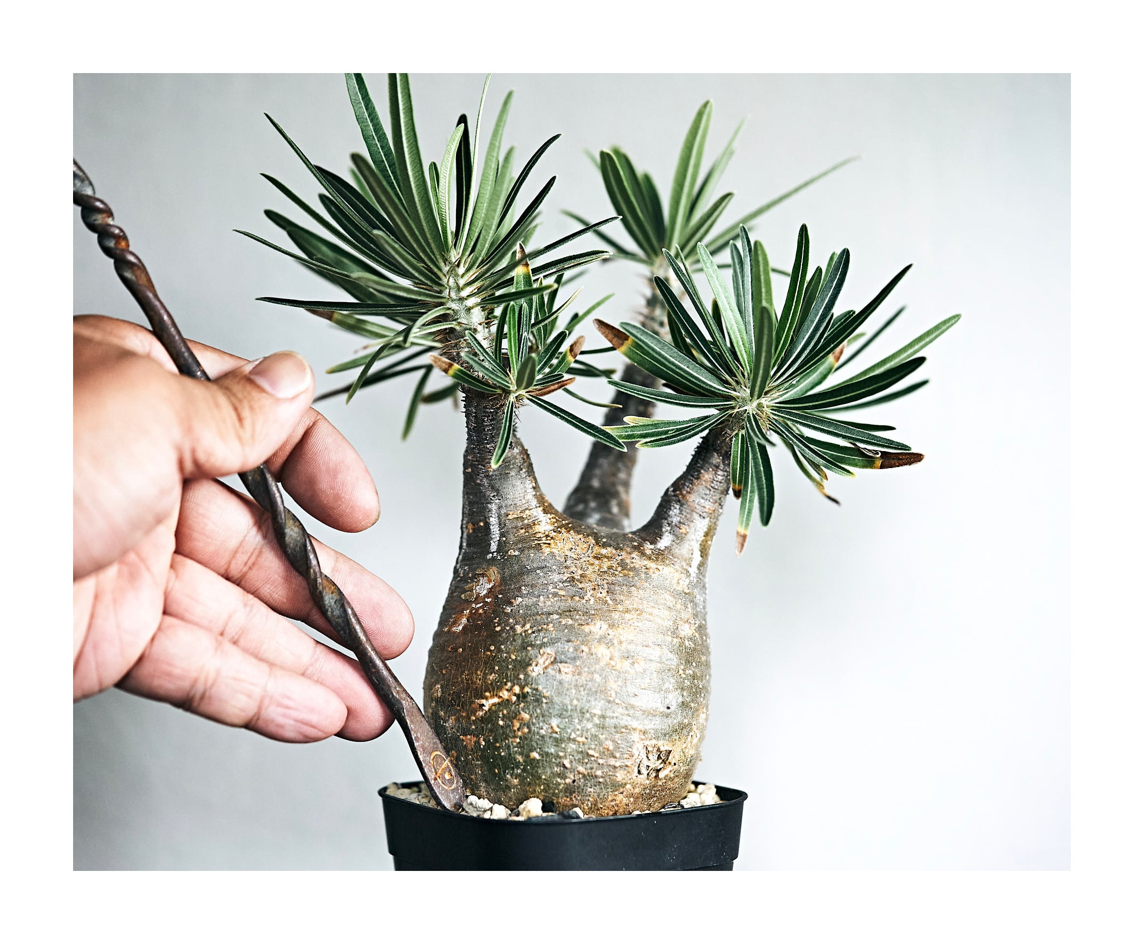 Sesamothamnus busseanus セサモタムナス ブッセアヌス | Pay ID