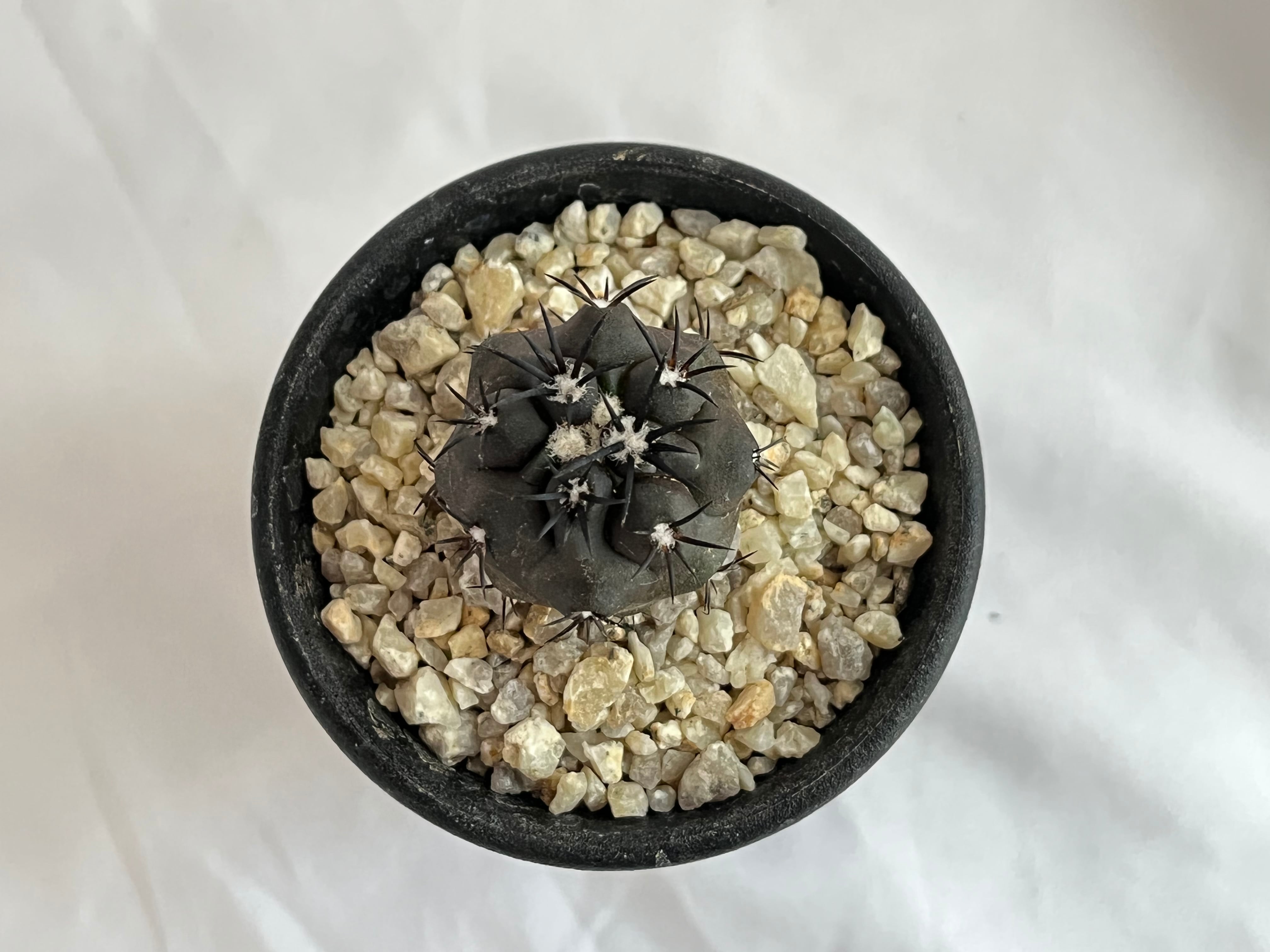コピアポア 銅鑼丸 デュラ valiem 検 spicygem botanize サボテン