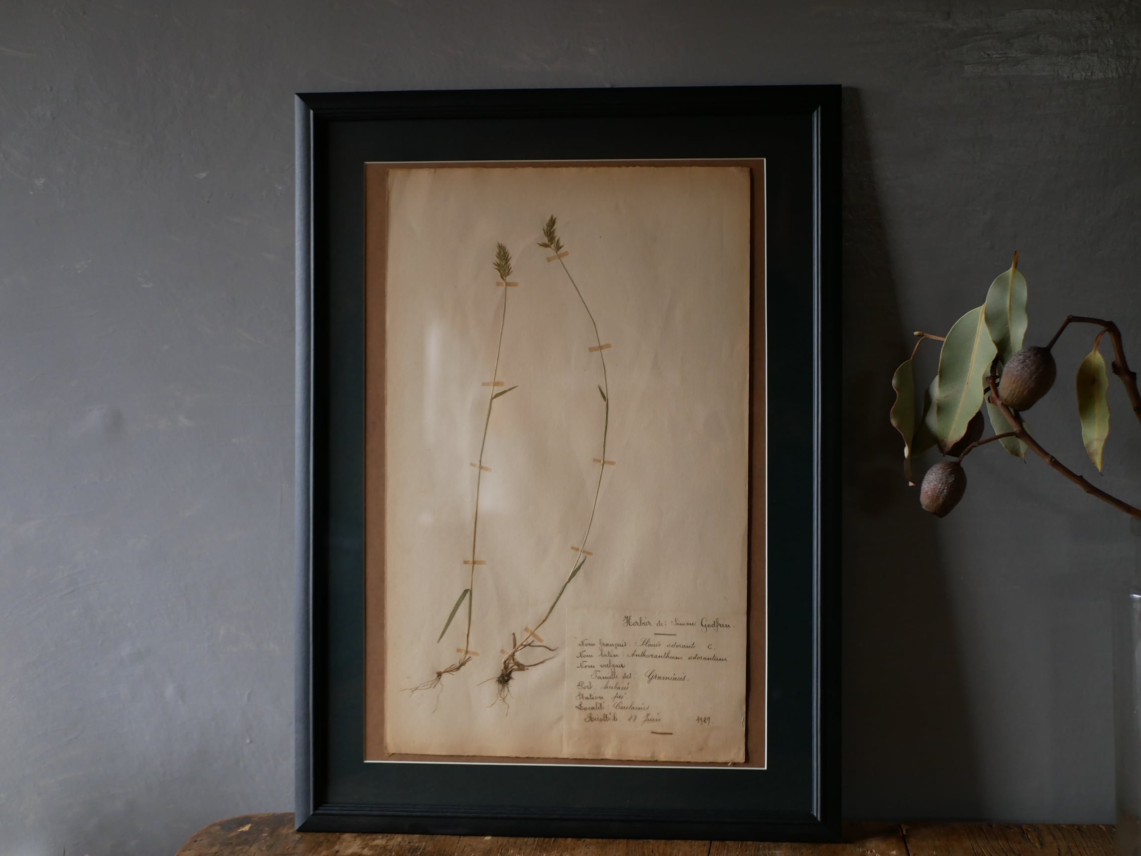 no.16 植物標本 ボタニカルアート フランスアンティーク | フランス