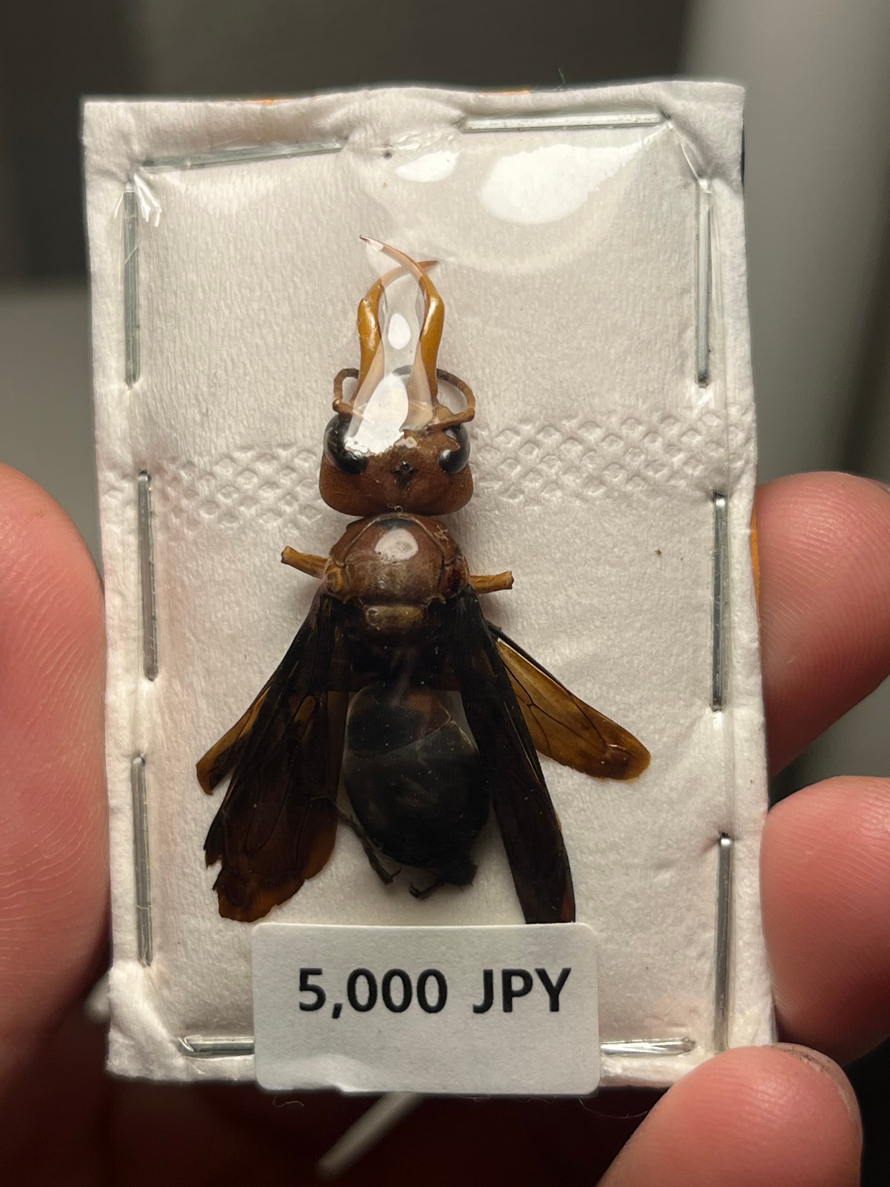 【未展足】オオキバドロバチ タランチュラホーク バードイータームカデサソリ 未展足】オオキバドロバチ タランチュラホーク バードイータームカデ