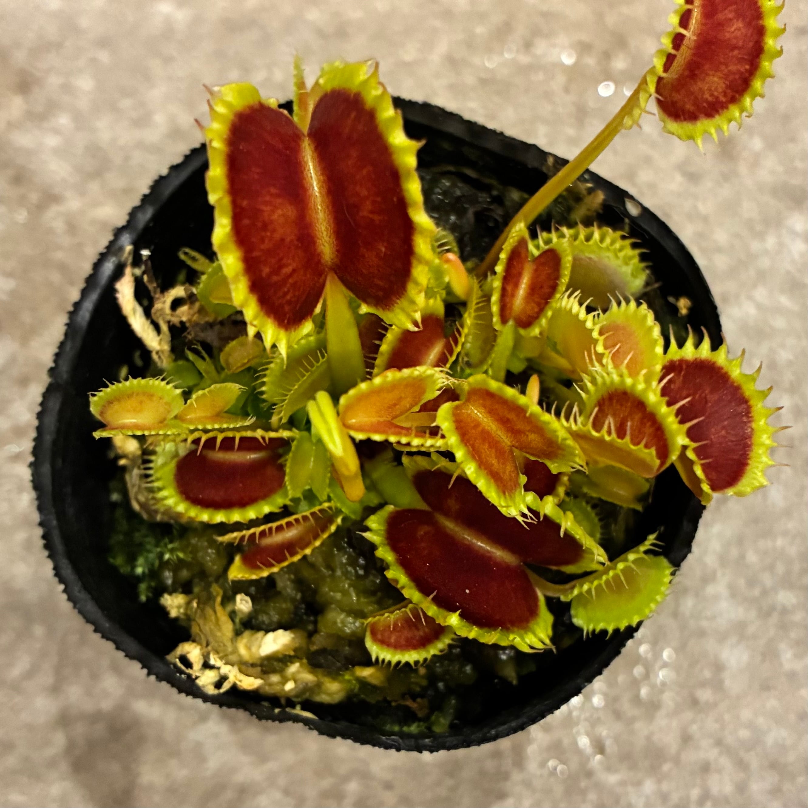 ハエトリソウ ダンプリング Dionaea muscipula dumpling | G・LABO shop