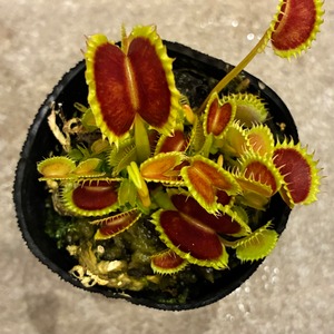 ハエトリソウ　ダンプリング　Dionaea muscipula dumpling