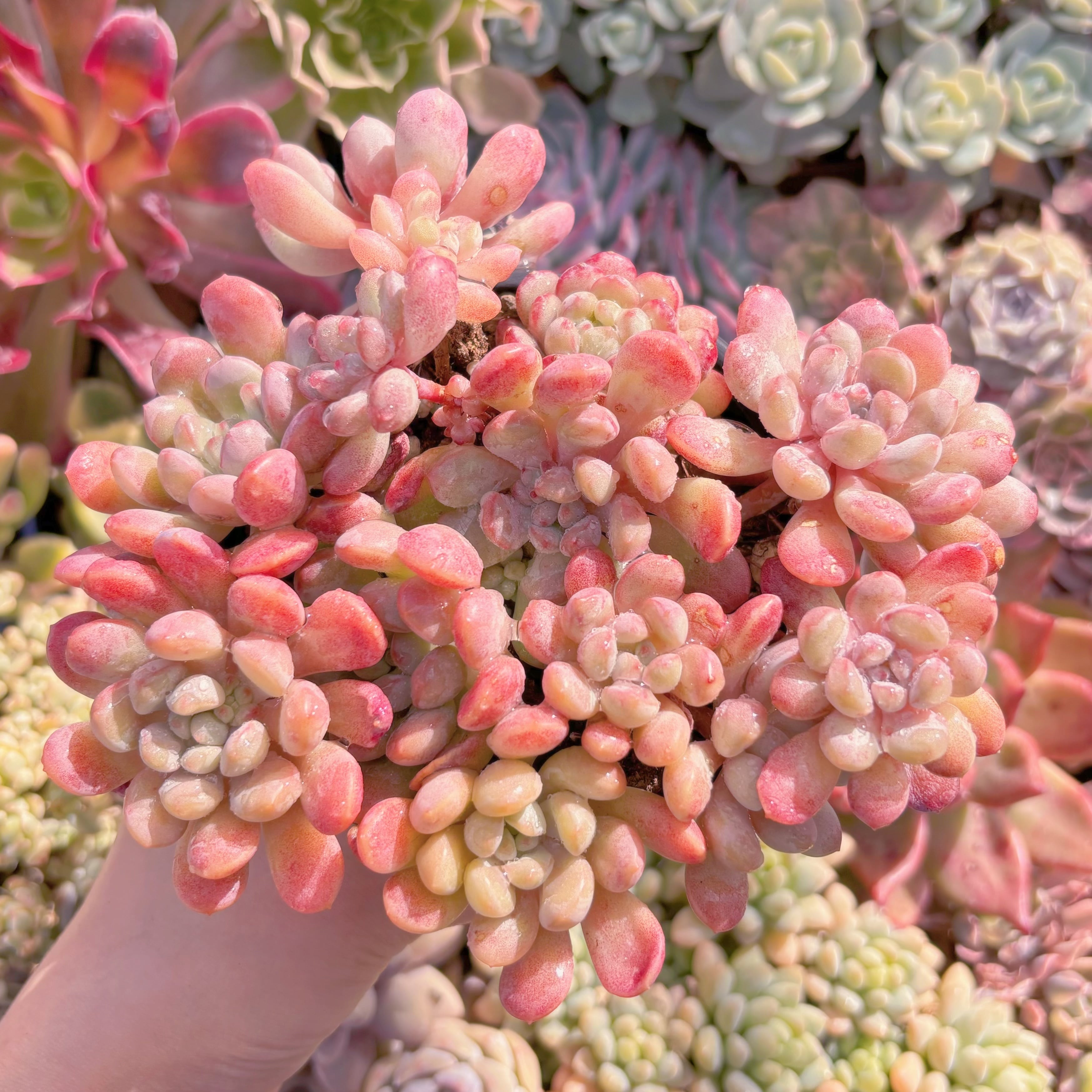 現品　萌豆#249　るる農園